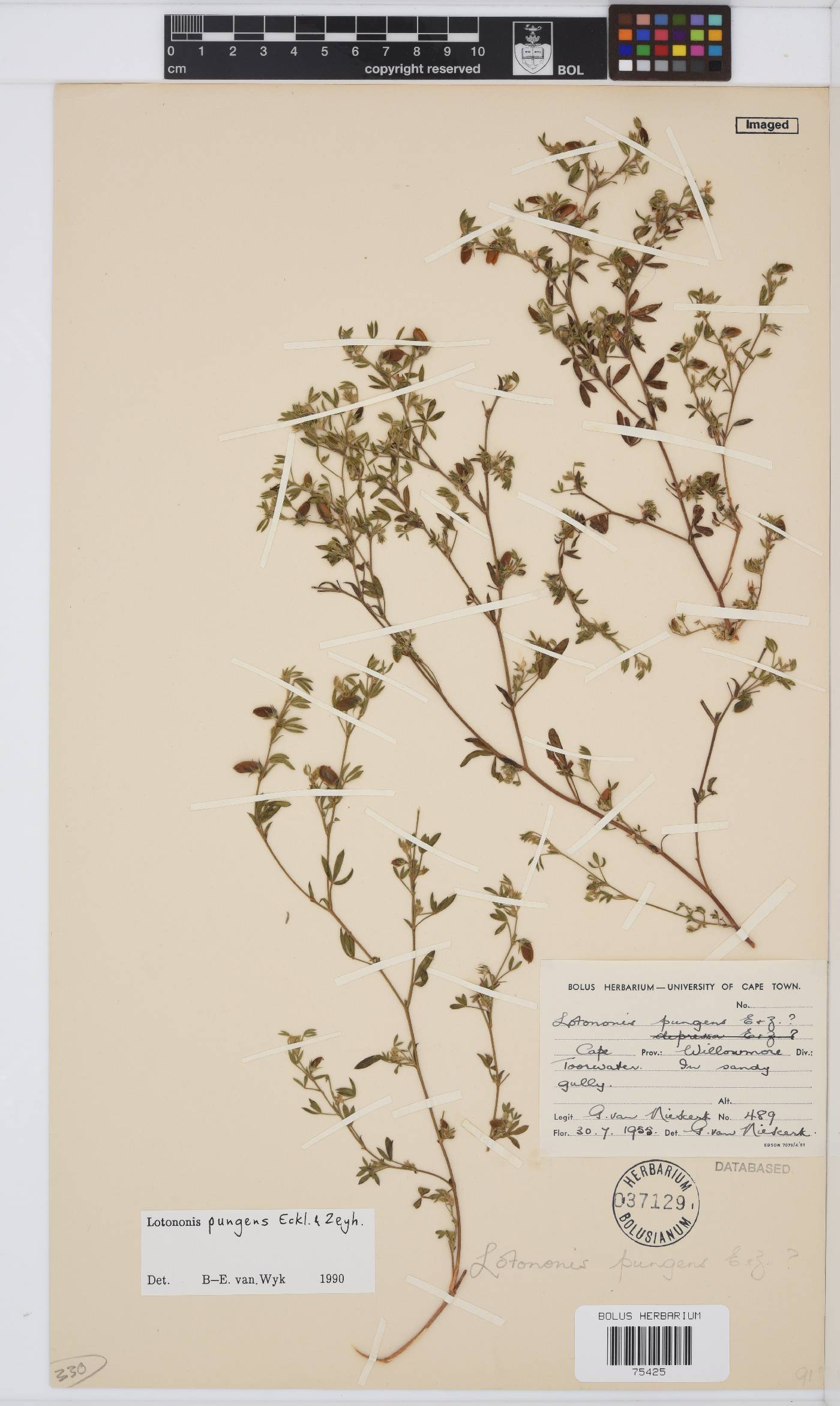 Lotononis pungens image