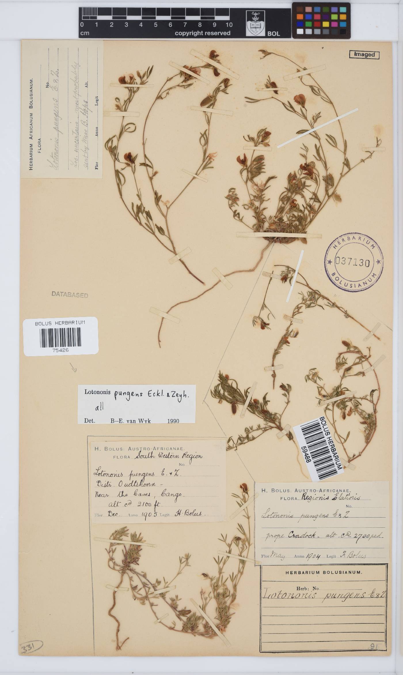 Lotononis pungens image