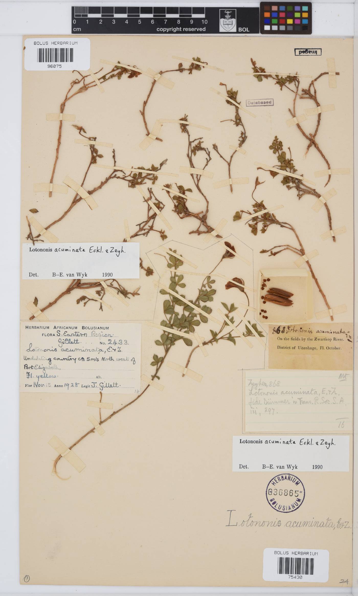 Lotononis acuminata image