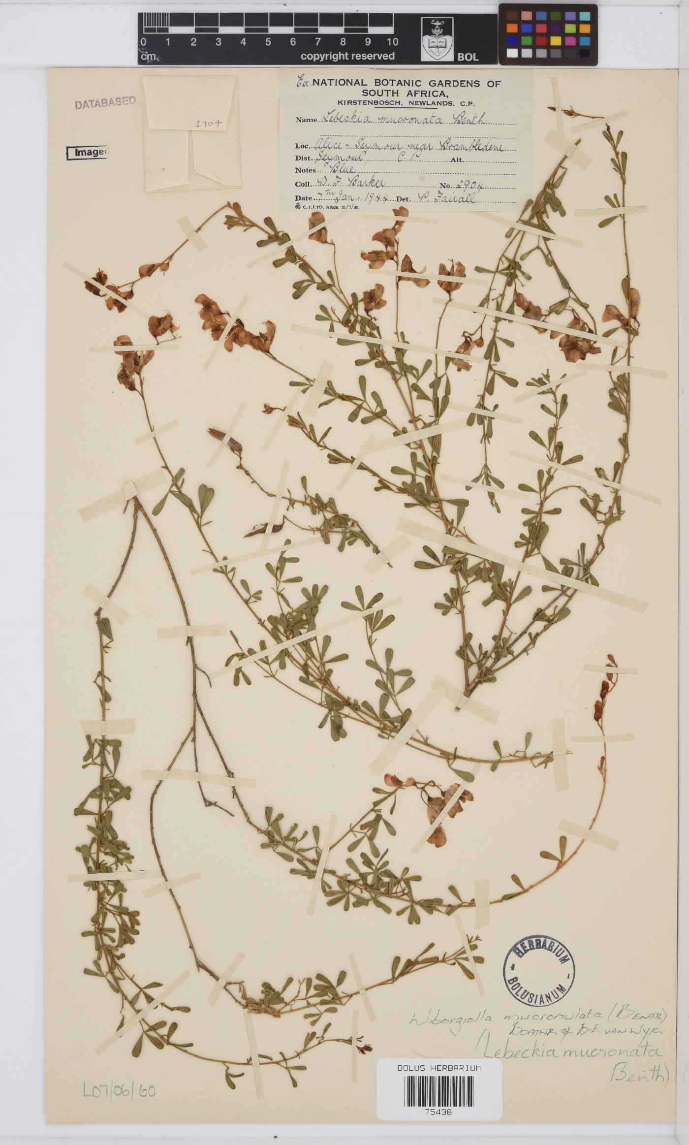 Wiborgiella mucronata image