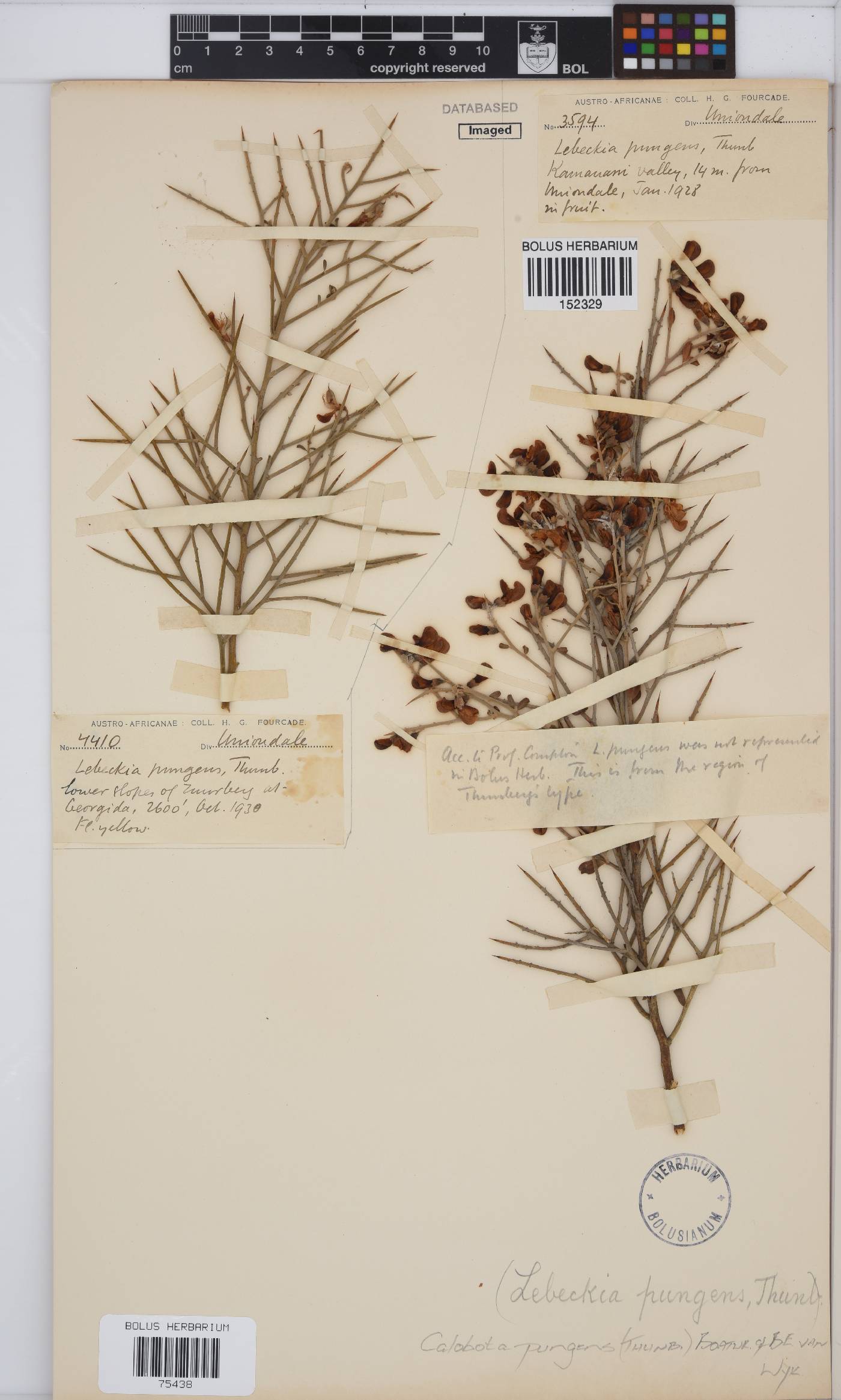Calobota pungens image
