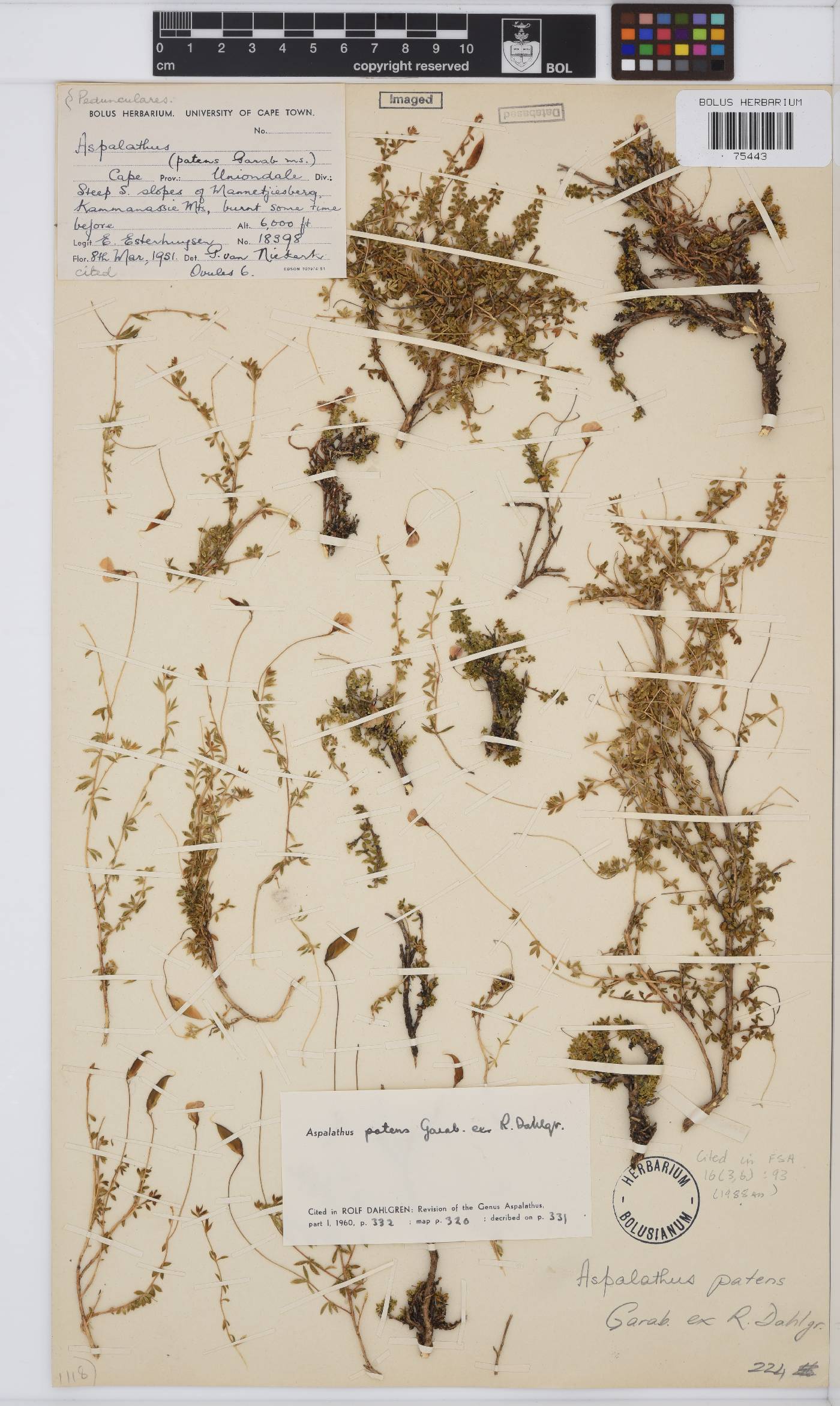 Aspalathus patens image