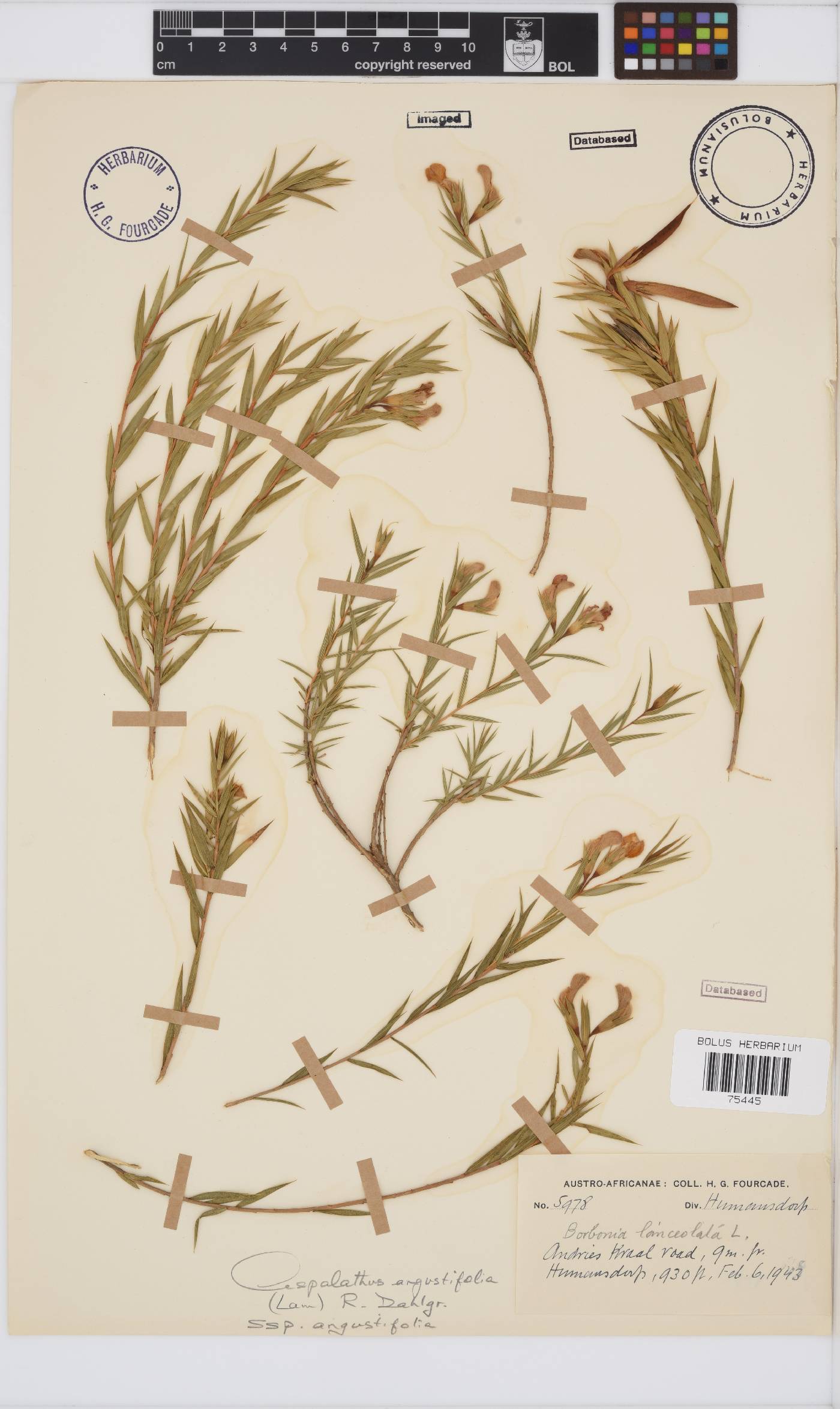 Aspalathus angustifolia subsp. angustifolia image