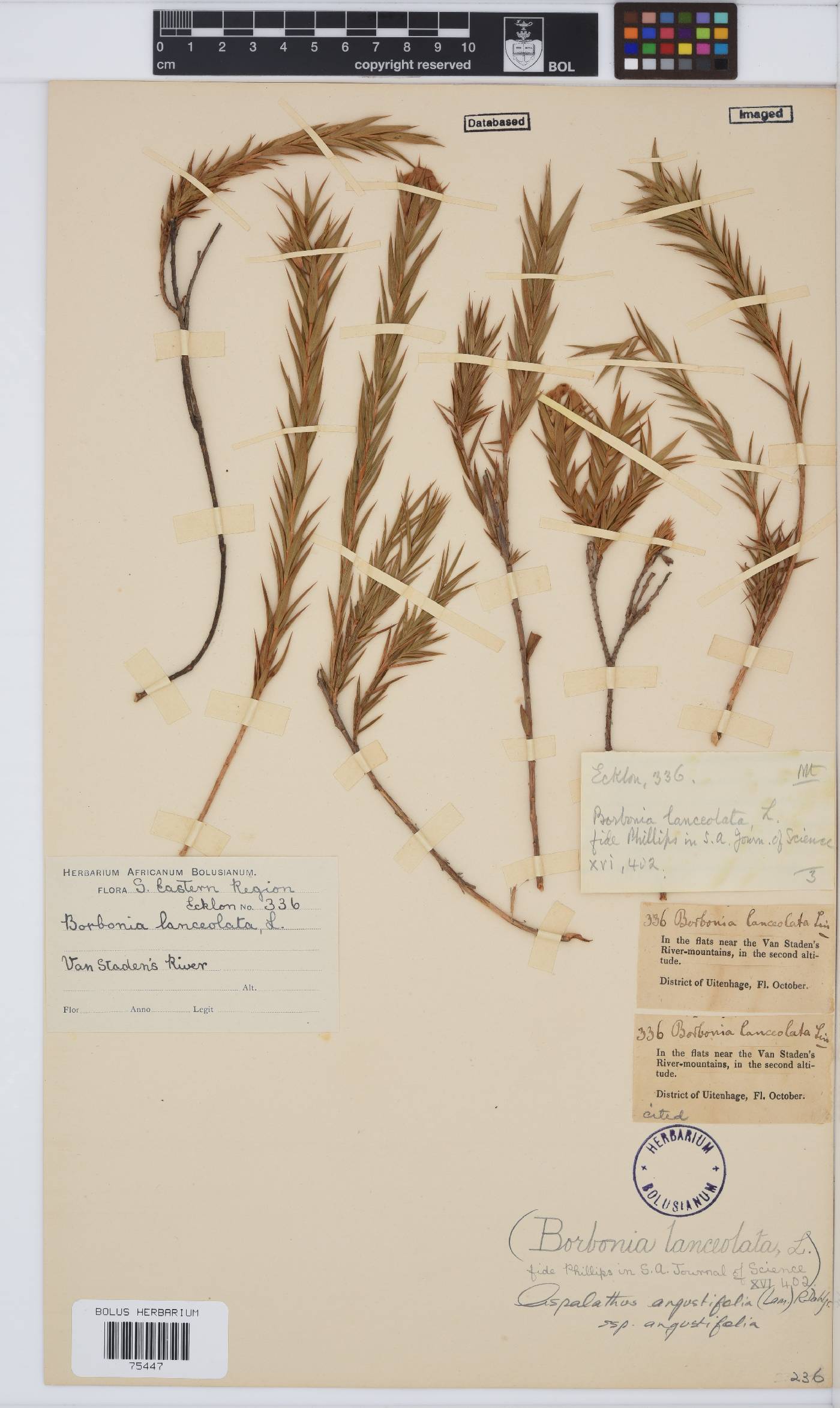 Aspalathus angustifolia image
