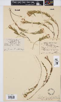 Aspalathus angustifolia image