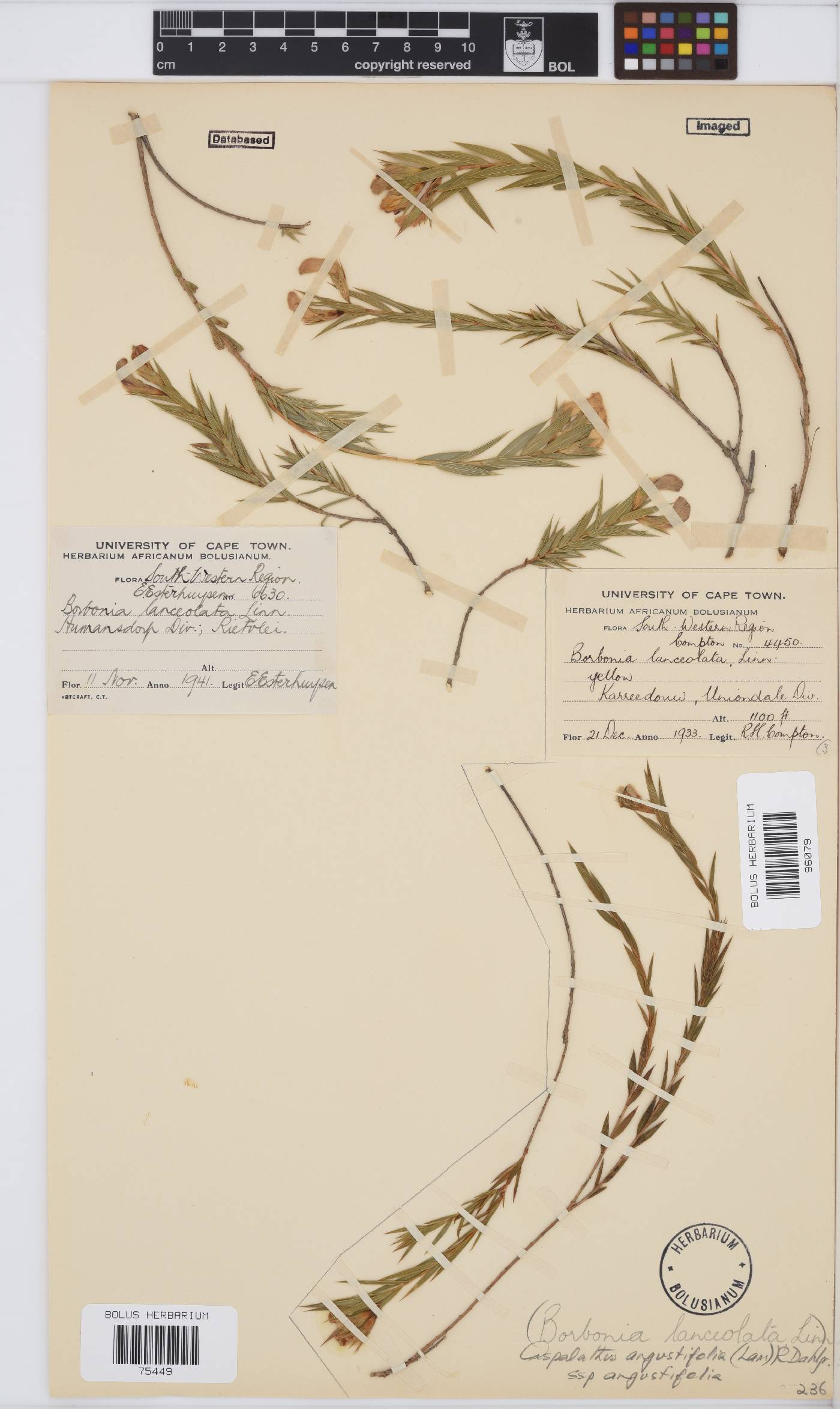 Aspalathus angustifolia image