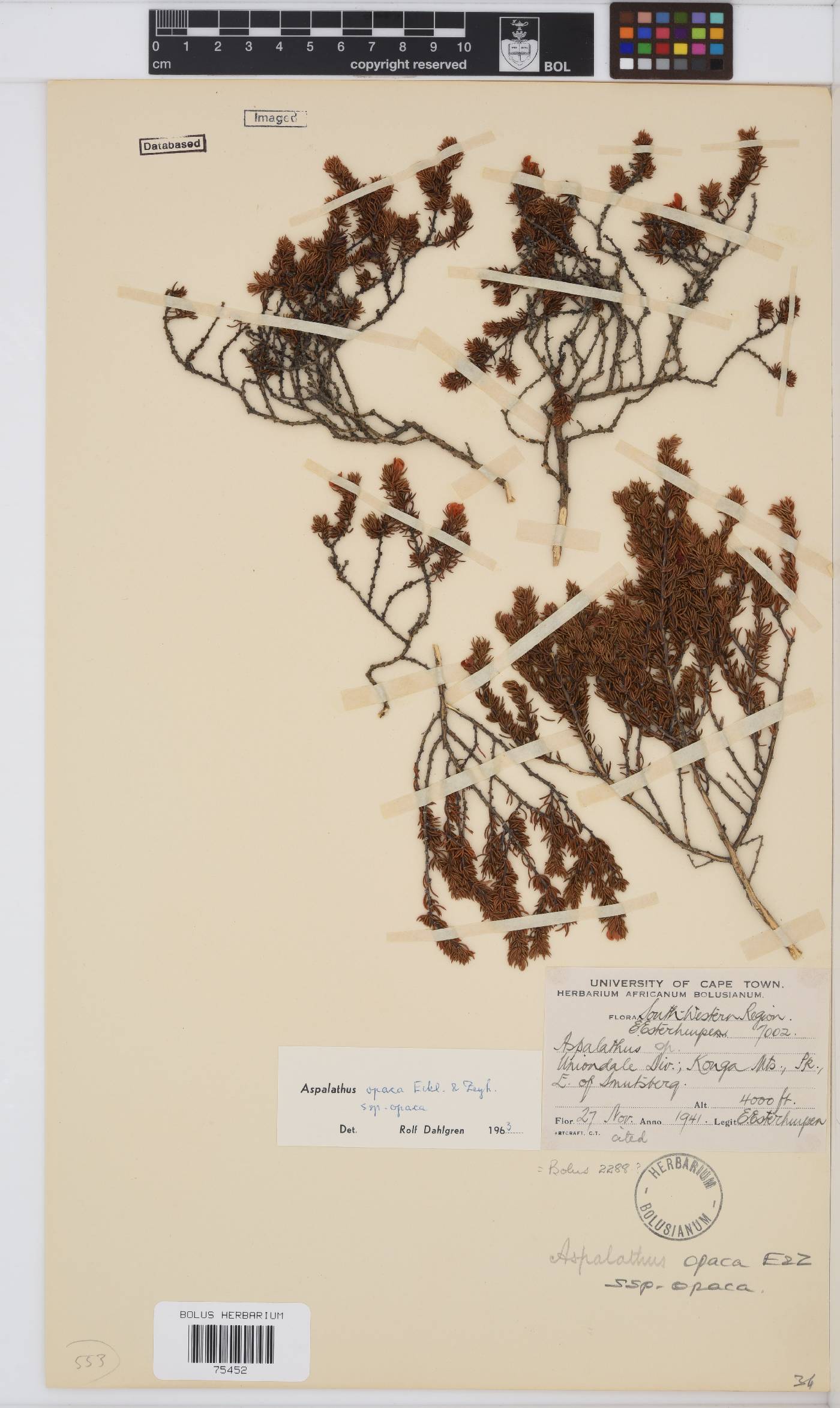Aspalathus opaca subsp. opaca image