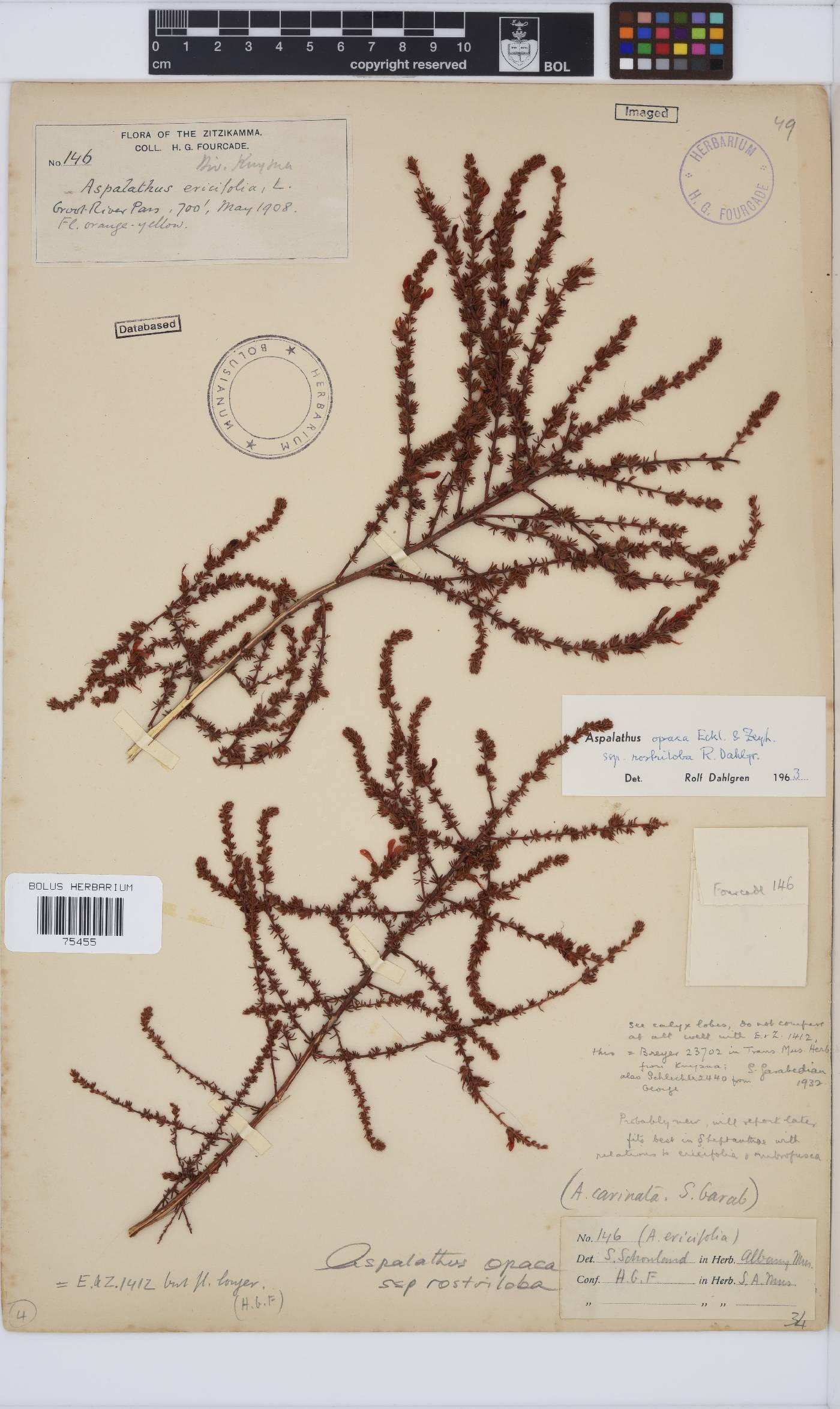 Aspalathus opaca subsp. rostriloba image