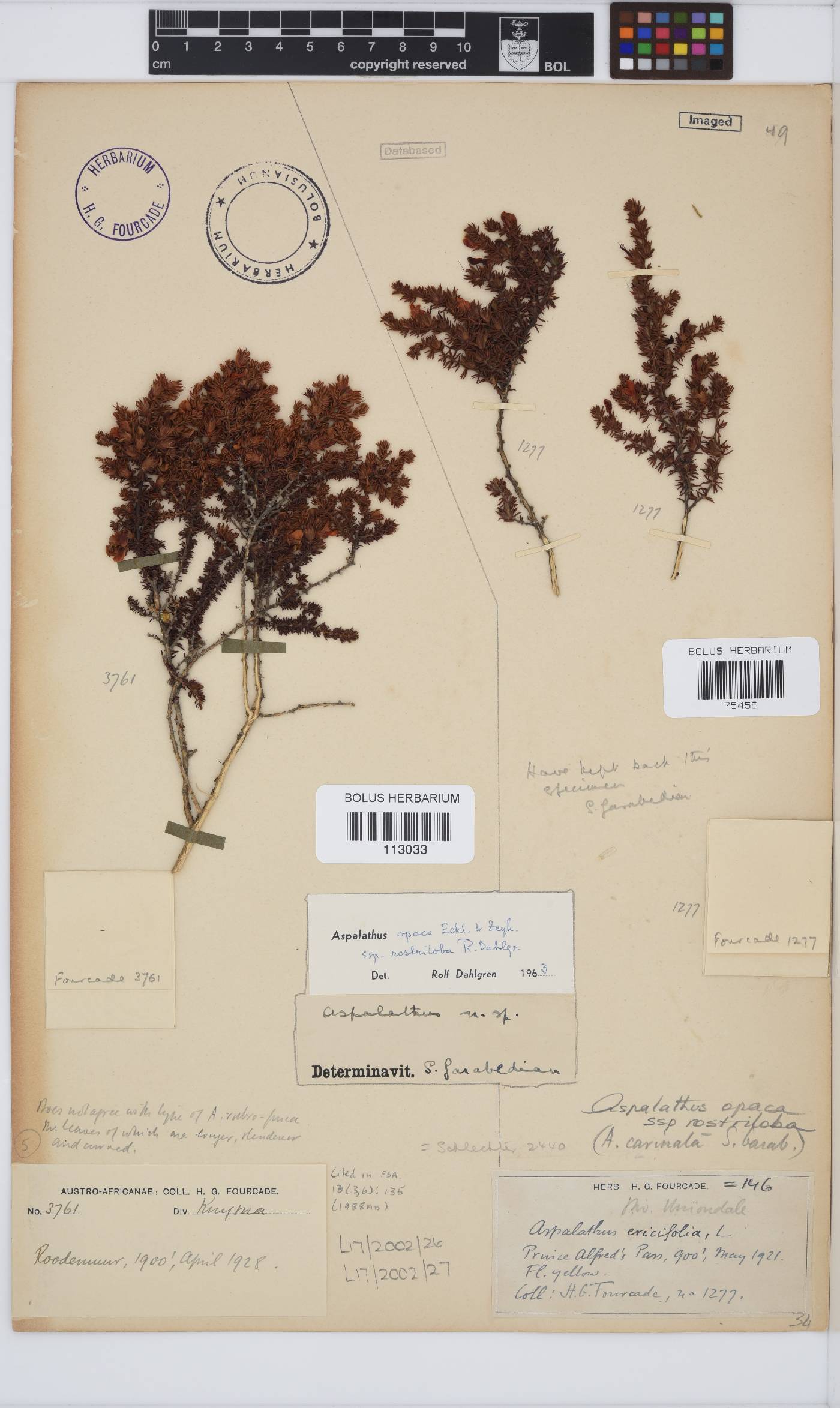 Aspalathus opaca subsp. rostriloba image