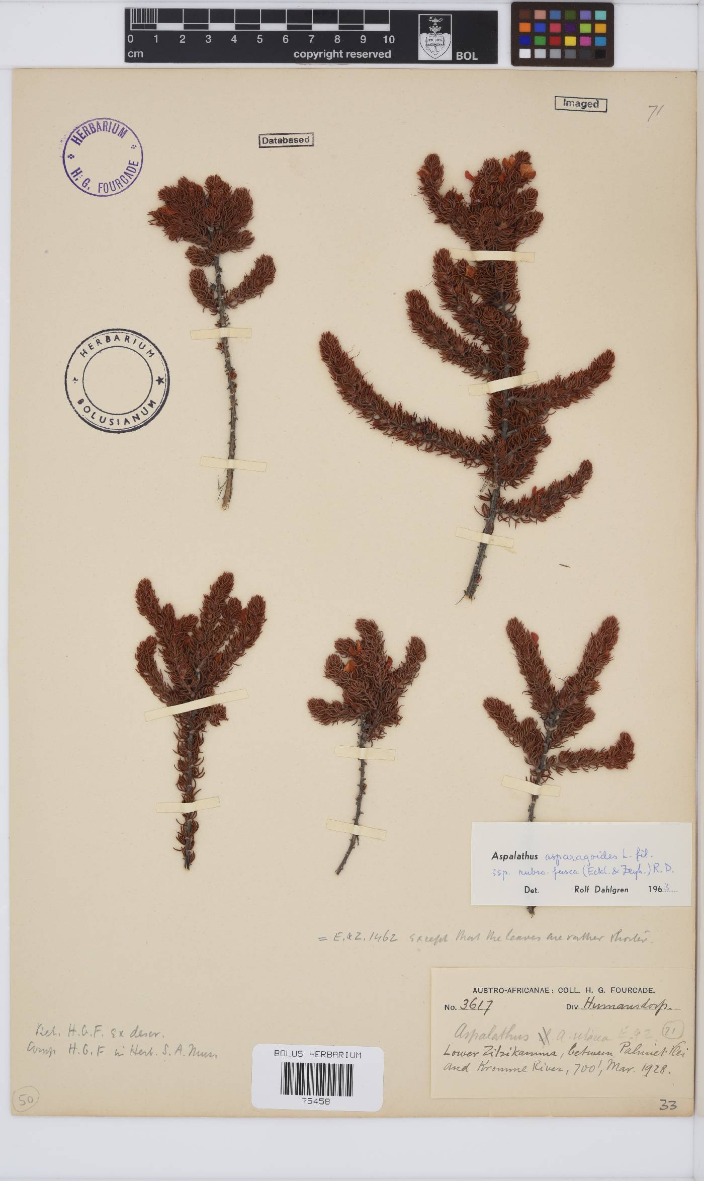 Aspalathus asparagoides subsp. rubrofusca image