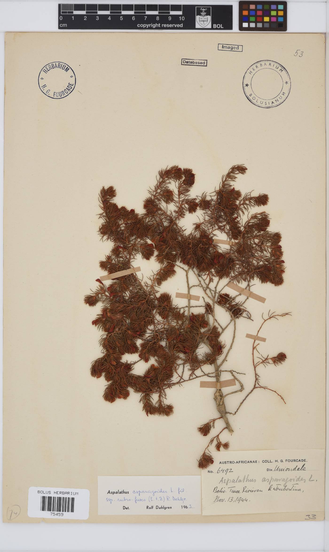 Aspalathus asparagoides subsp. rubrofusca image