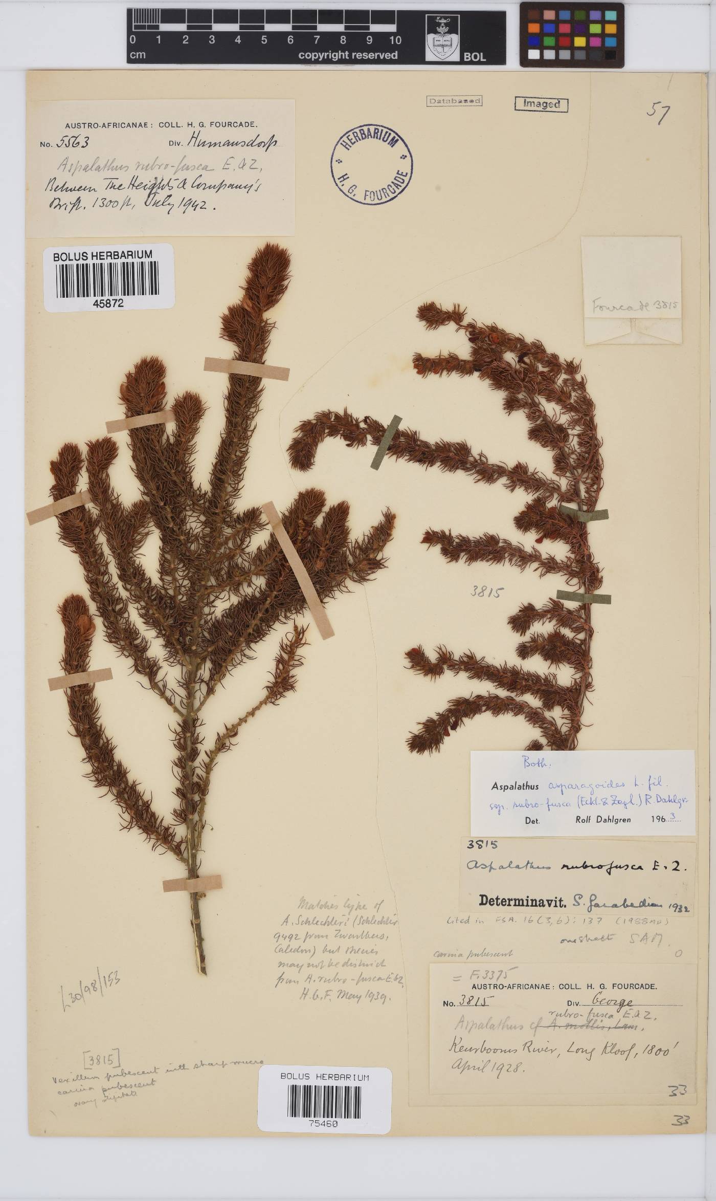 Aspalathus asparagoides subsp. rubrofusca image