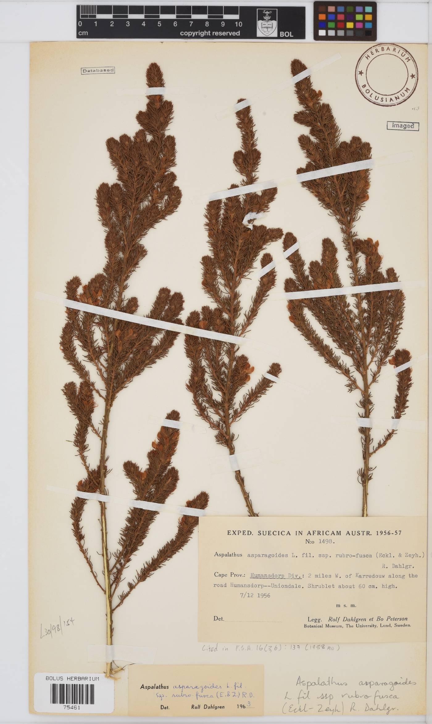 Aspalathus asparagoides subsp. rubrofusca image