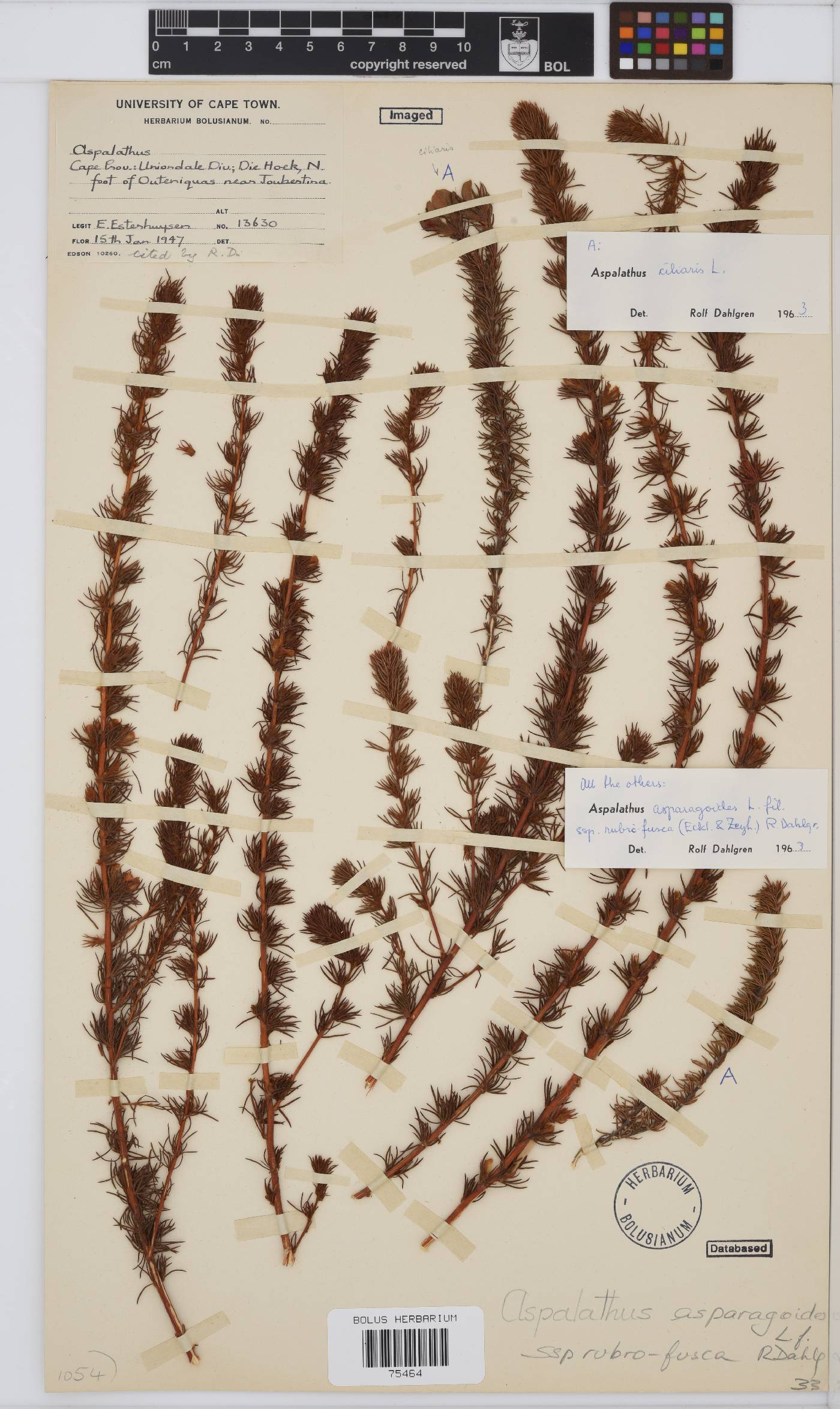 Aspalathus asparagoides image