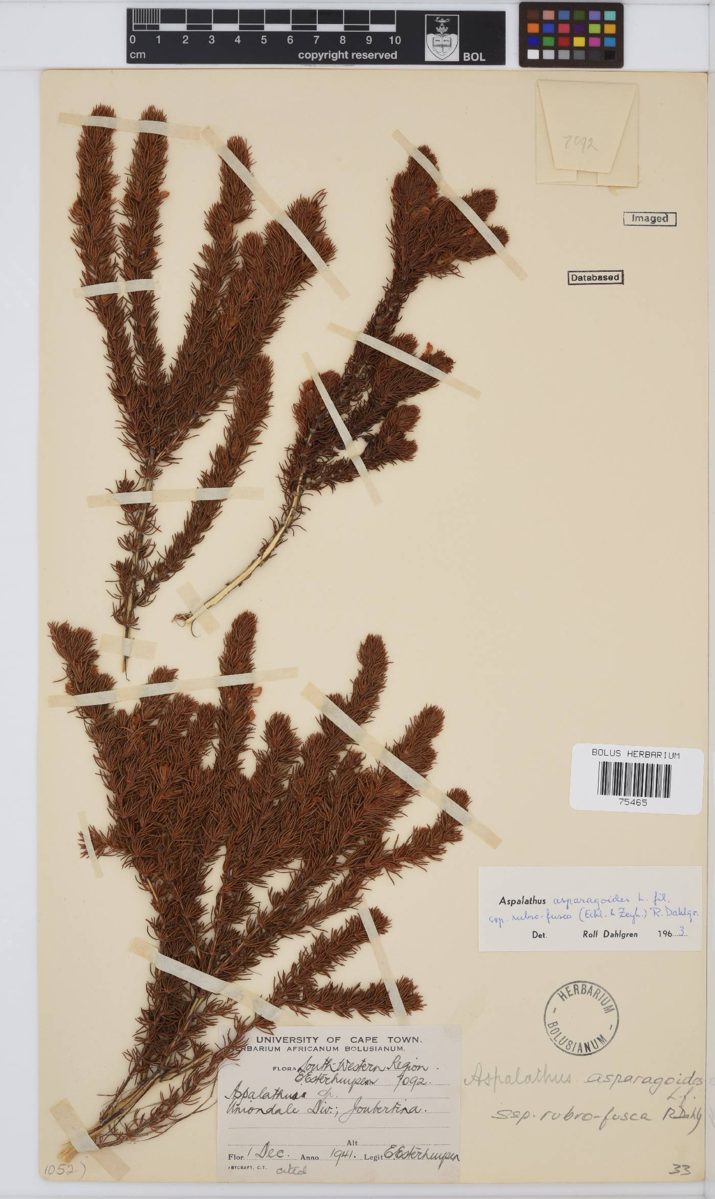 Aspalathus asparagoides image