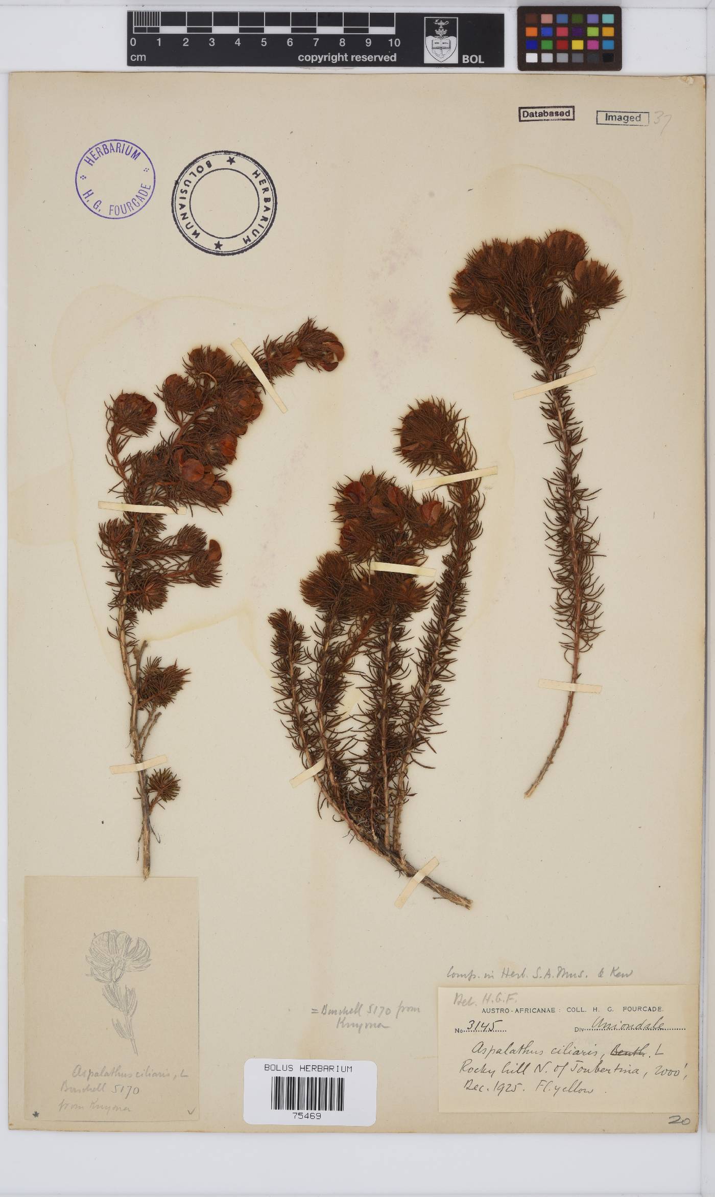 Aspalathus ciliaris image