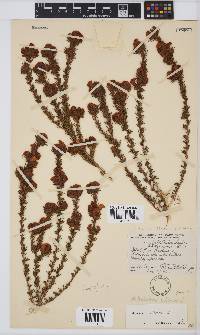 Aspalathus ciliaris image