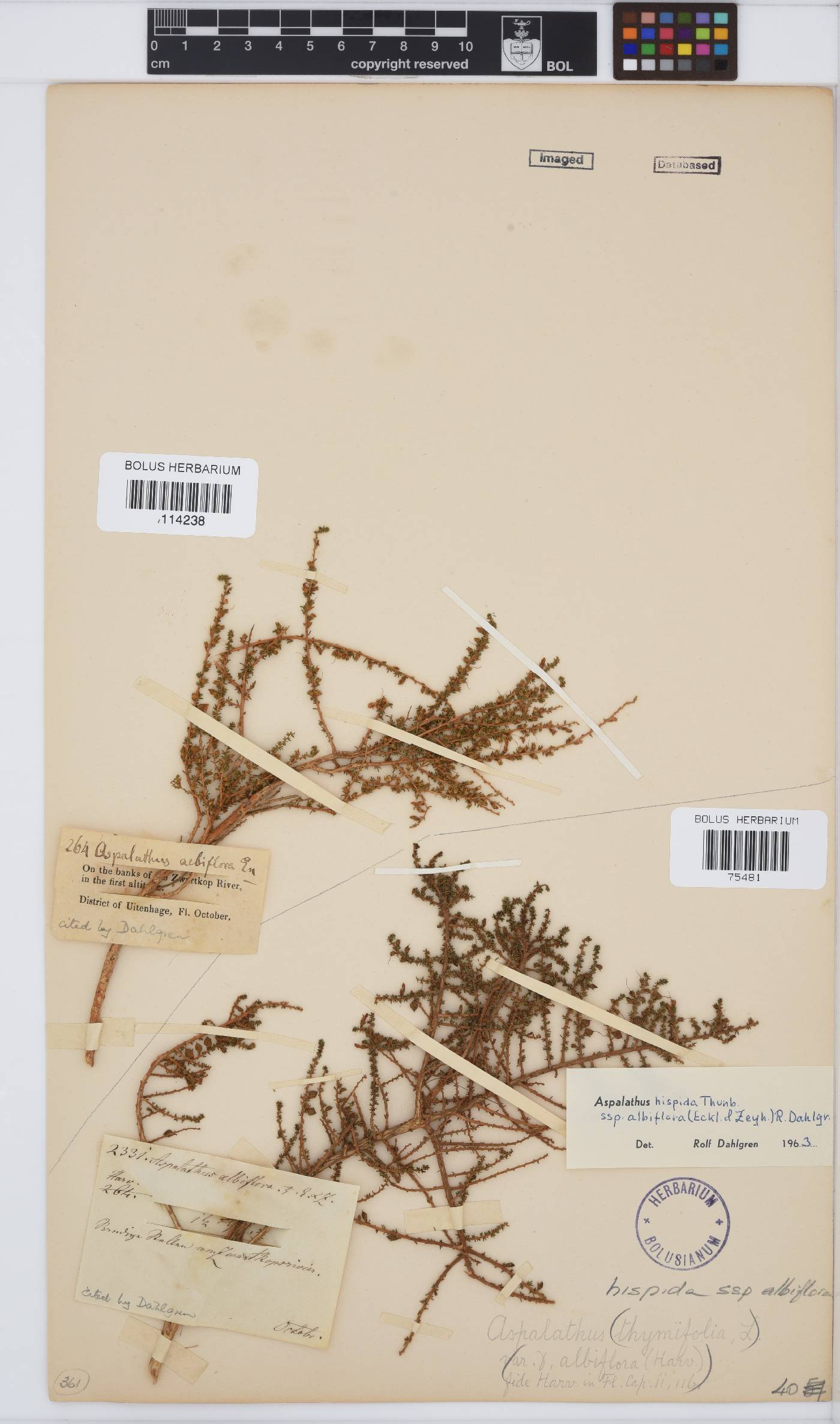 Aspalathus hispida subsp. albiflora image