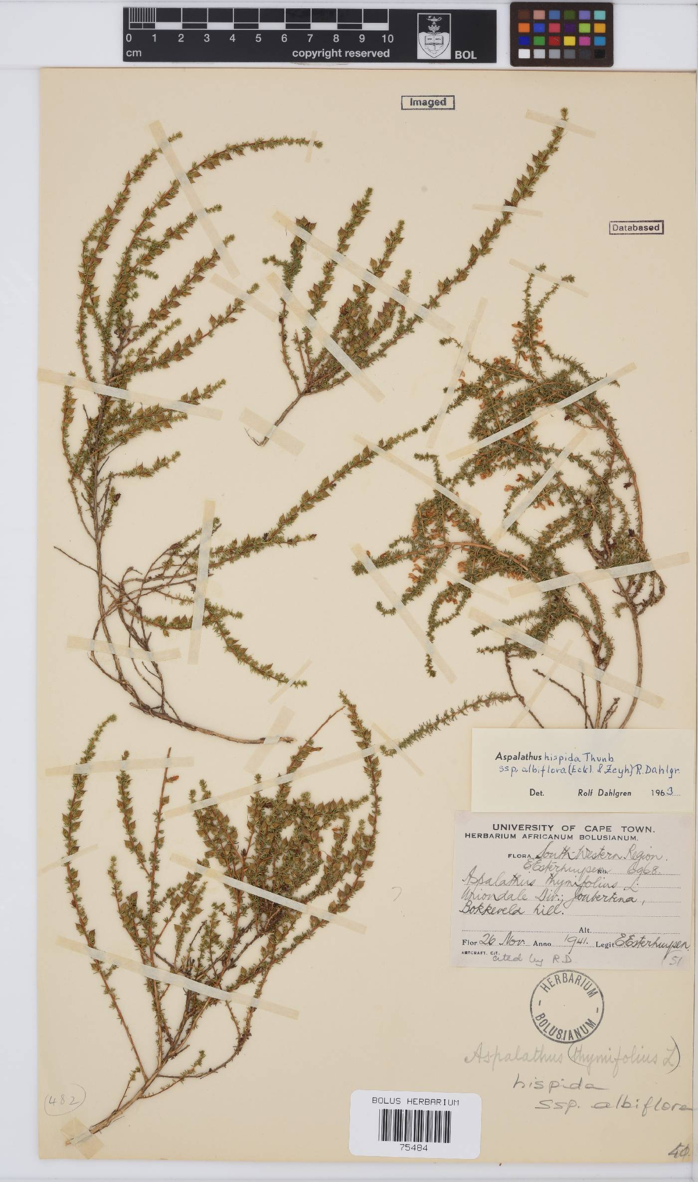 Aspalathus hispida subsp. albiflora image