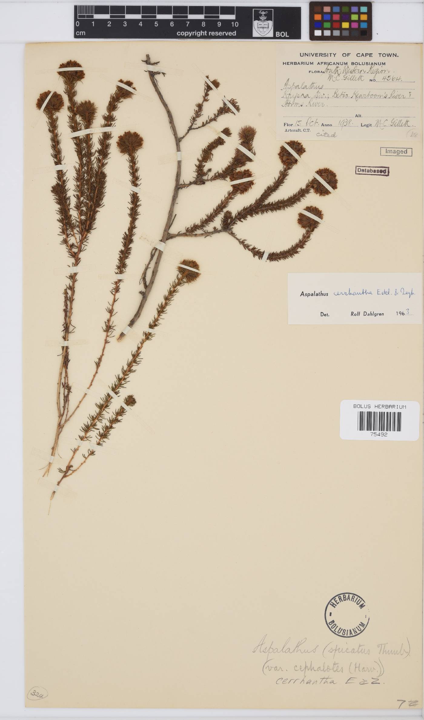 Aspalathus cerrhantha image
