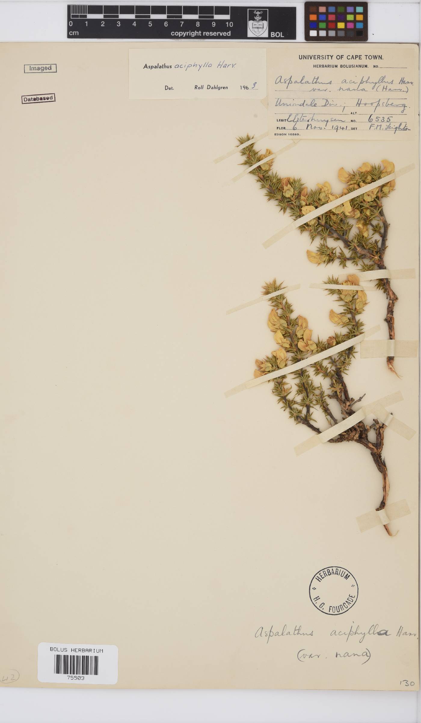 Aspalathus aciphylla image