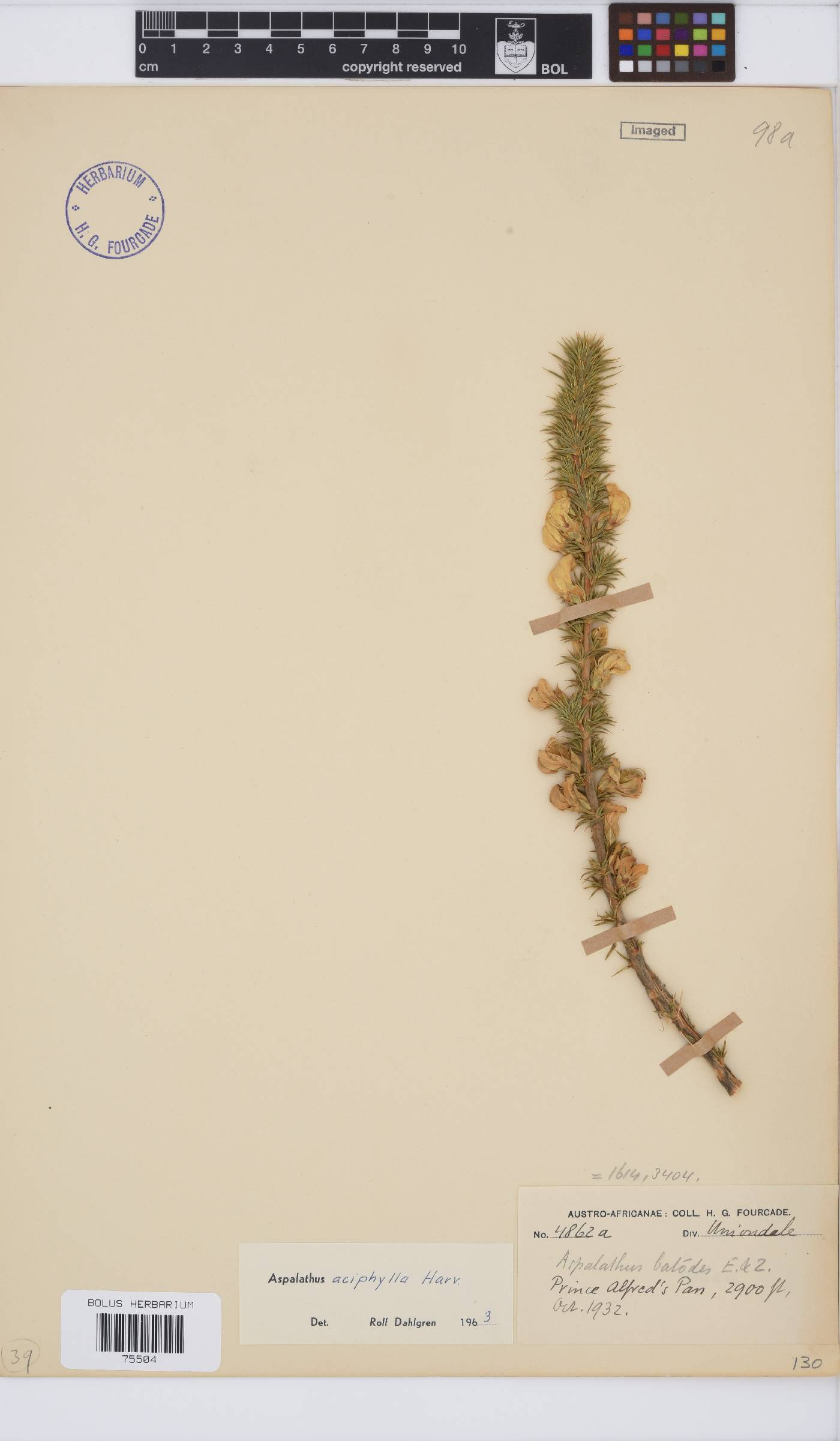 Aspalathus aciphylla image