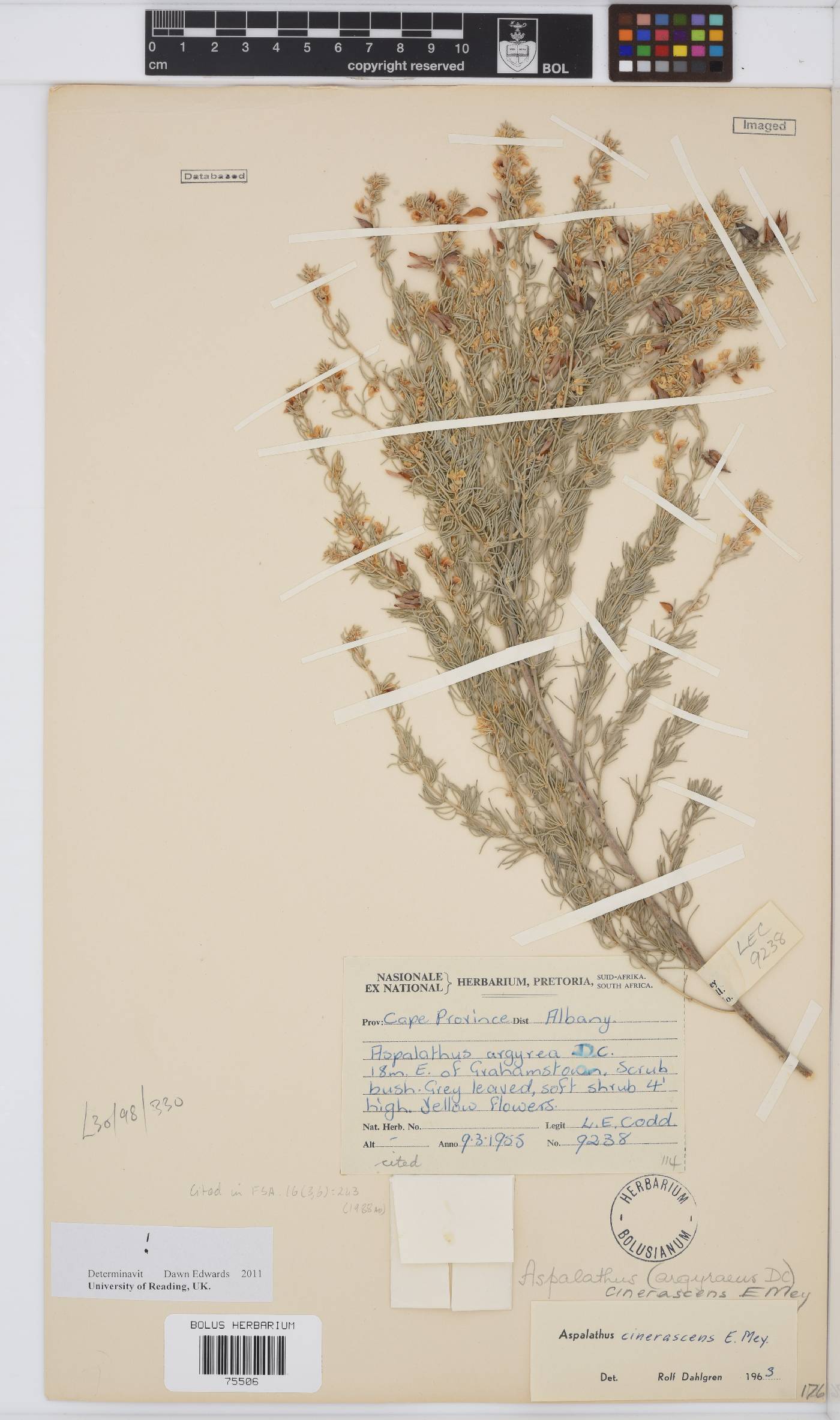 Aspalathus cinerascens image