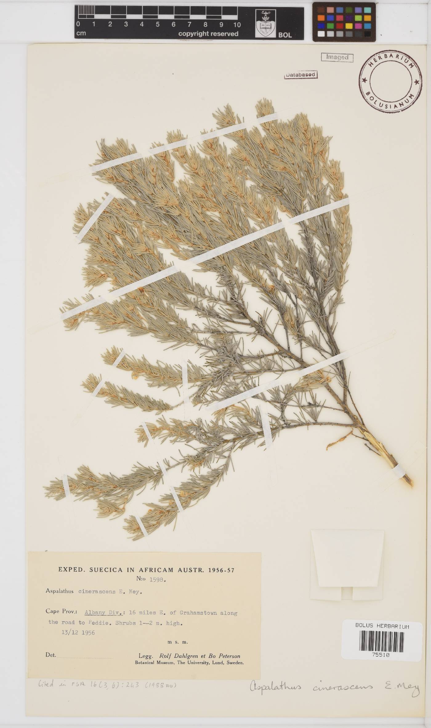 Aspalathus cinerascens image