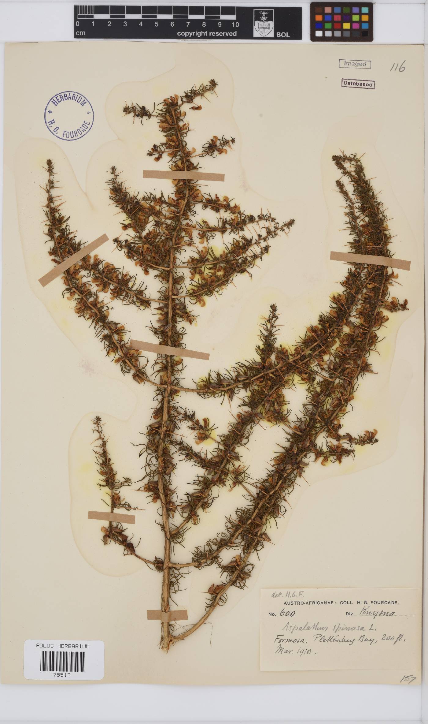 Aspalathus spinosa image