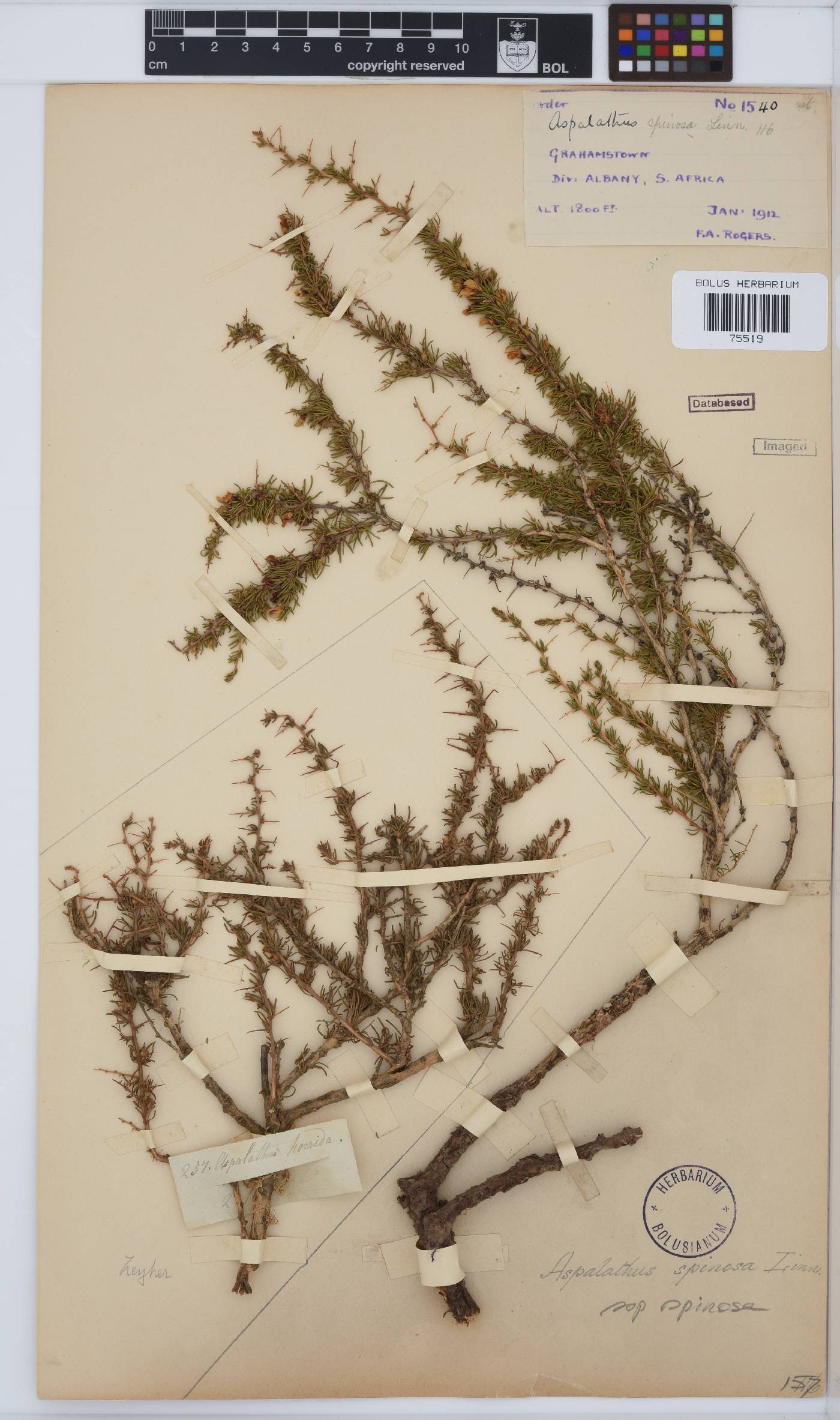 Aspalathus spinosa image