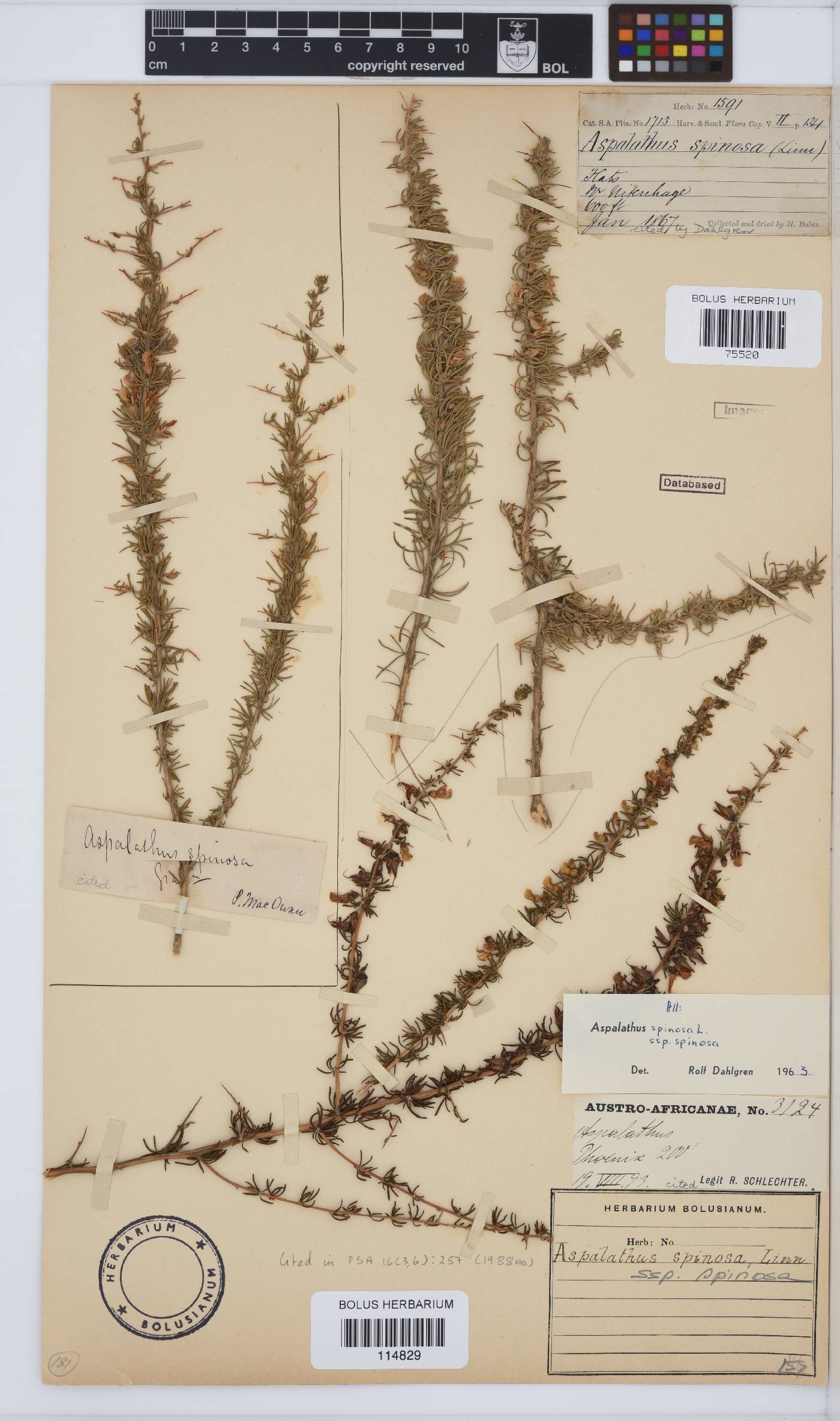 Aspalathus spinosa image