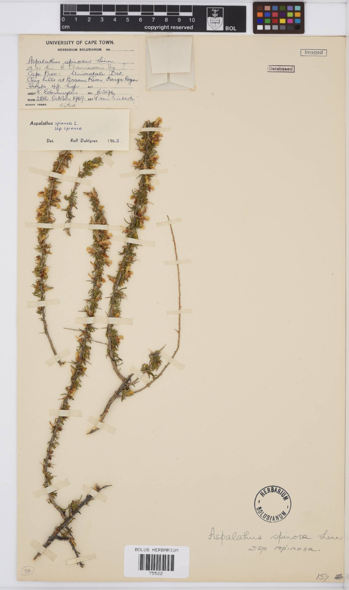 Aspalathus spinosa image