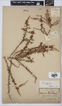 Aspalathus spinosa image