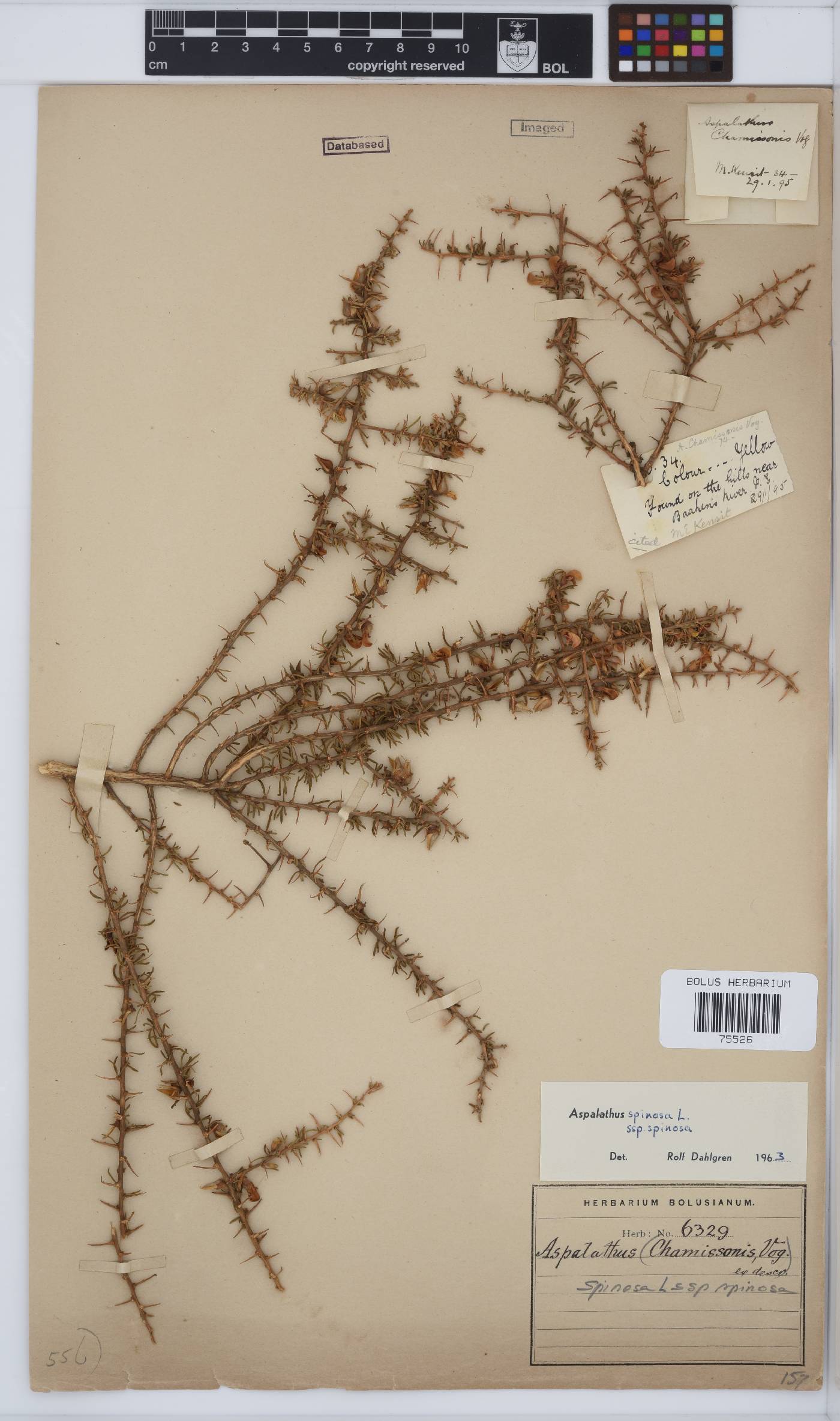 Aspalathus spinosa subsp. spinosa image