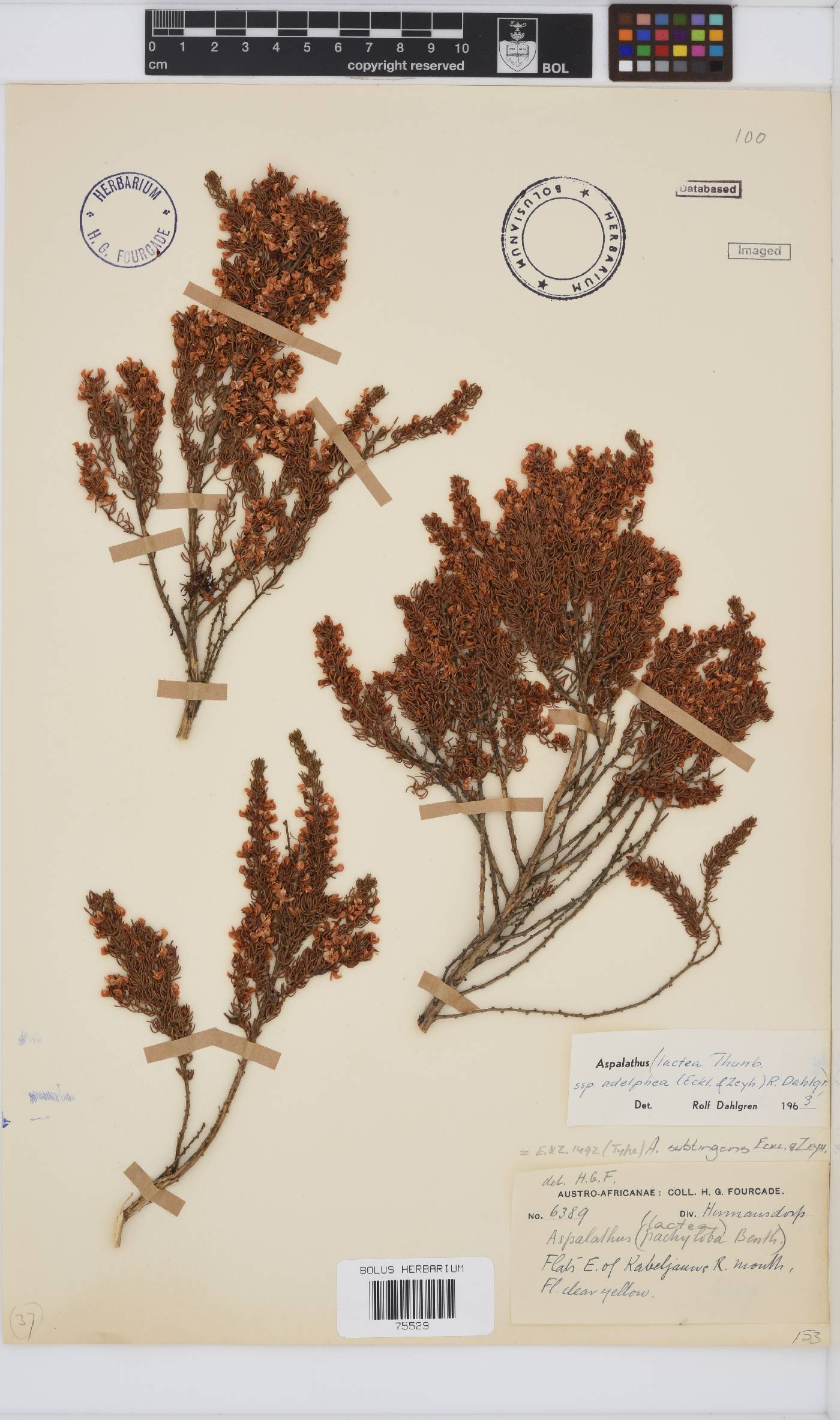 Aspalathus subtingens image