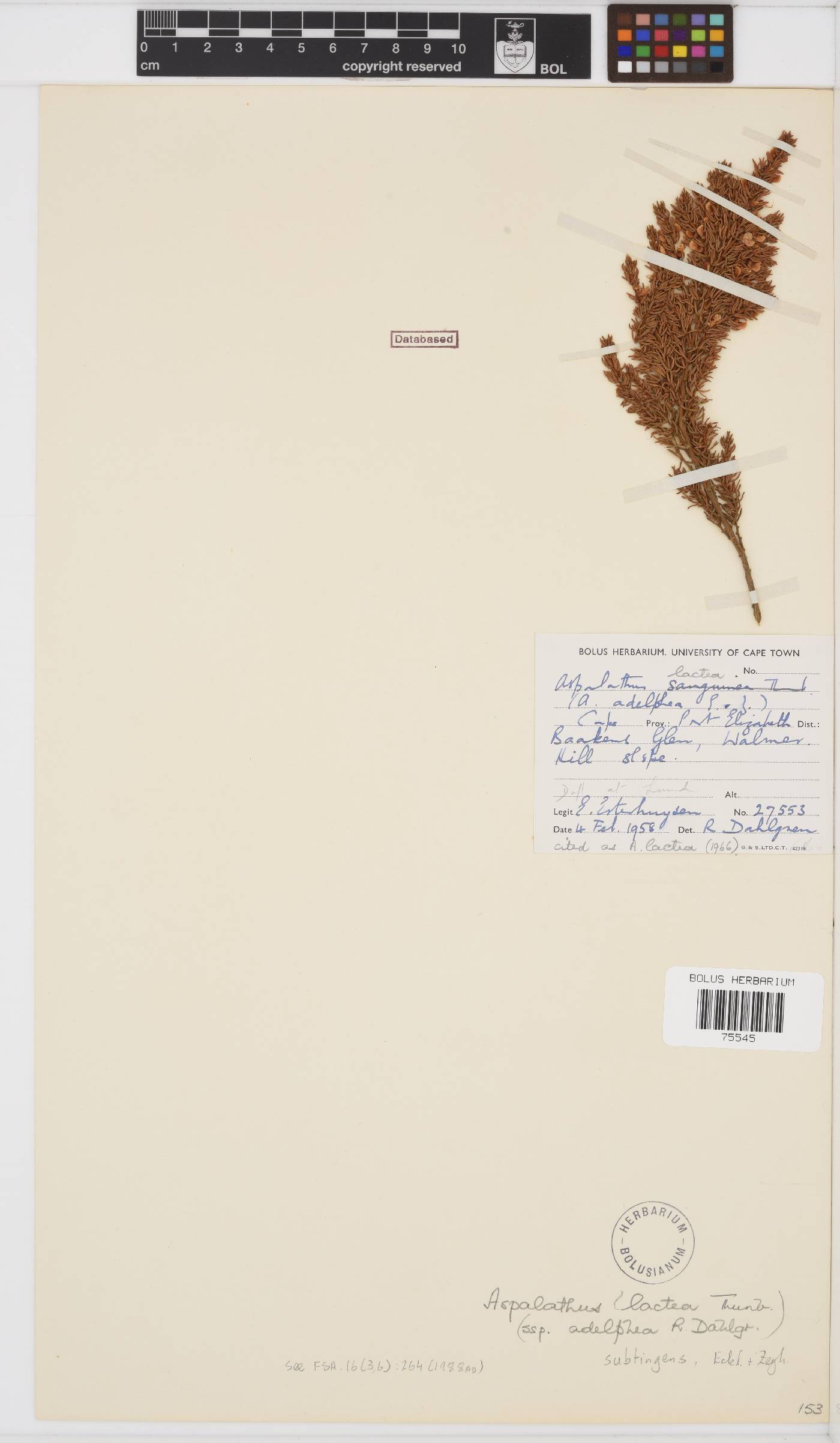 Aspalathus subtingens image