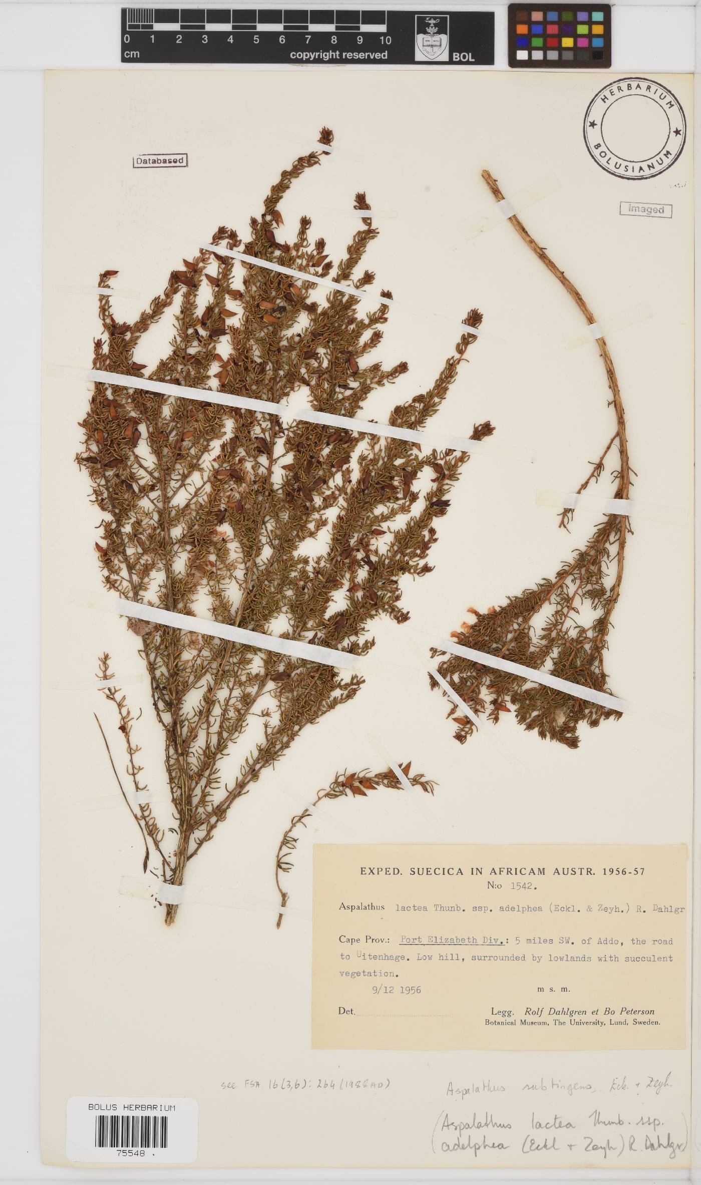 Aspalathus subtingens image