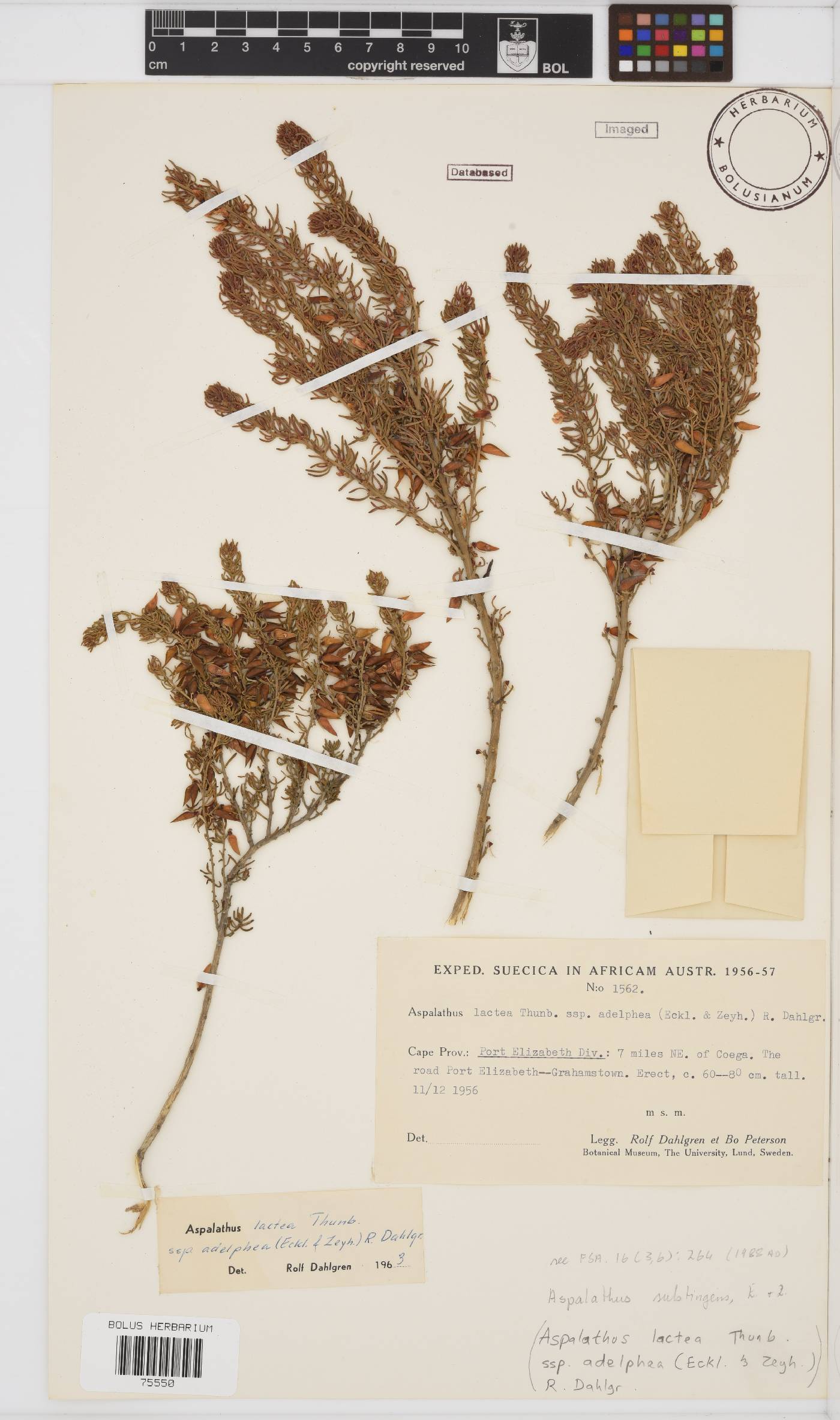 Aspalathus subtingens image