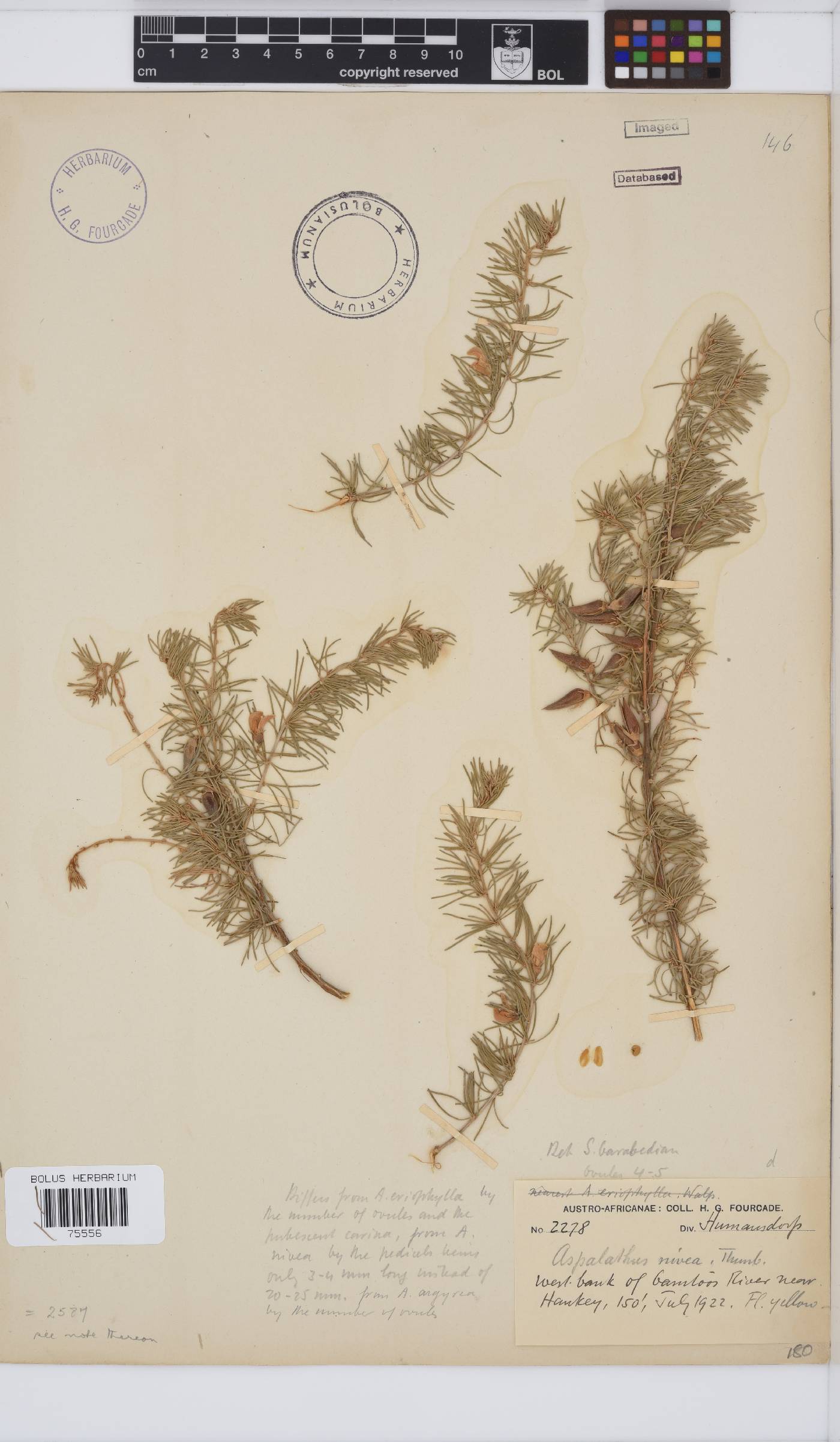 Aspalathus nivea image