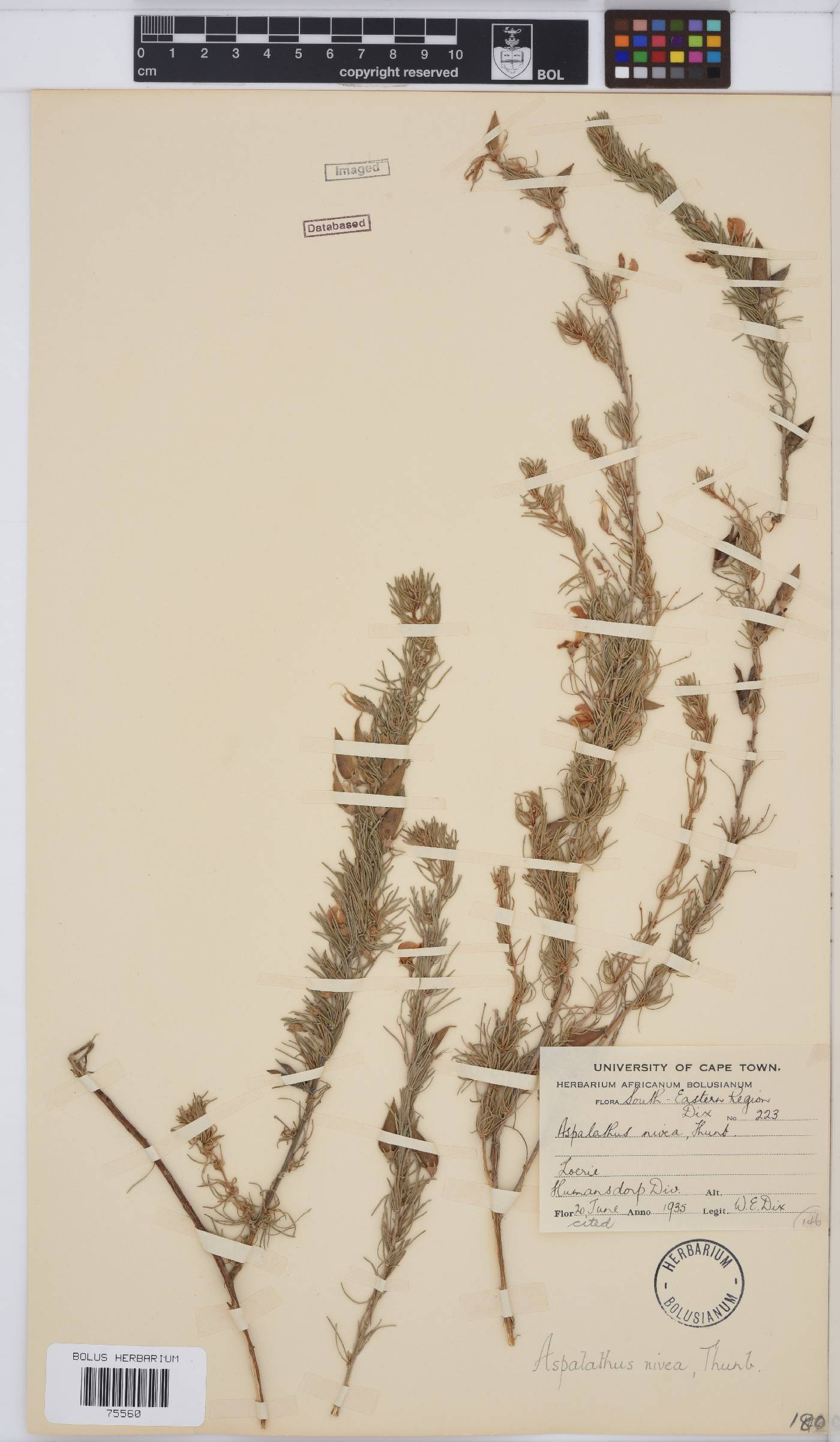 Aspalathus nivea image