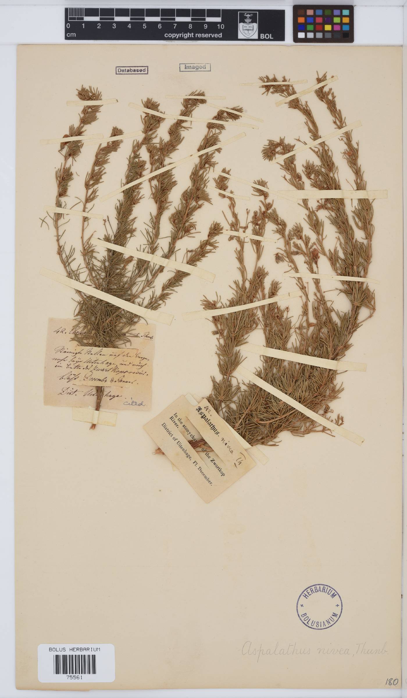 Aspalathus nivea image