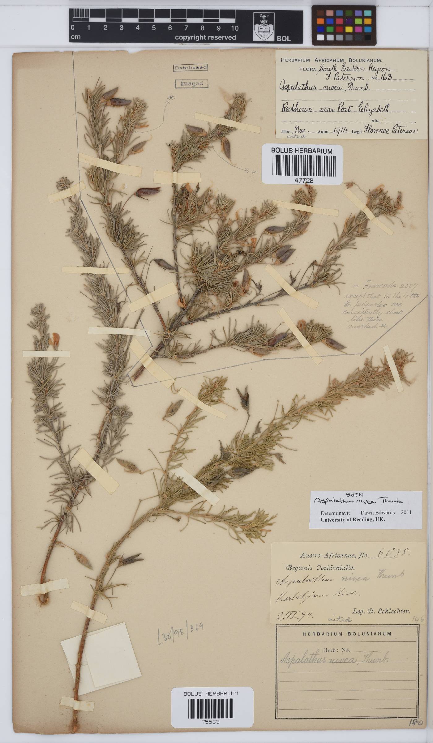 Aspalathus nivea image
