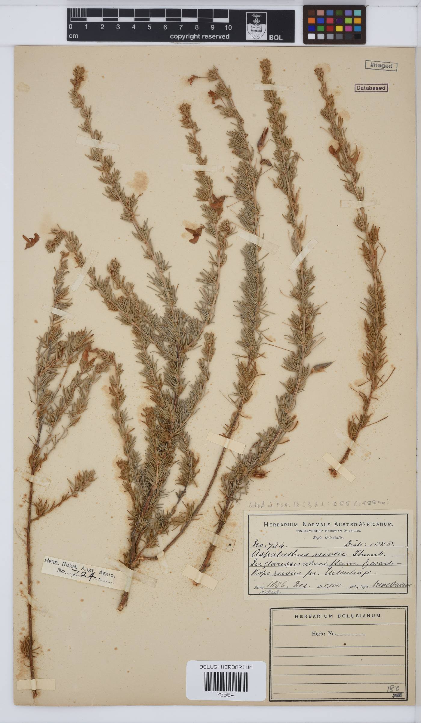 Aspalathus nivea image