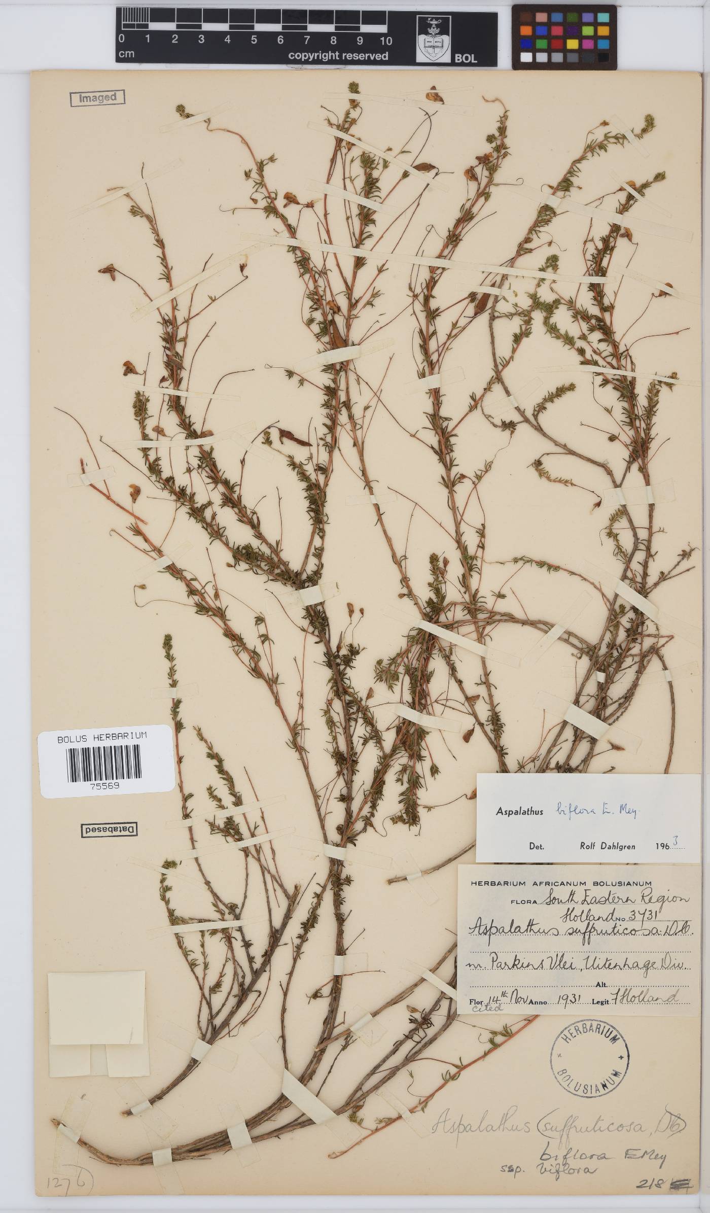 Aspalathus biflora image