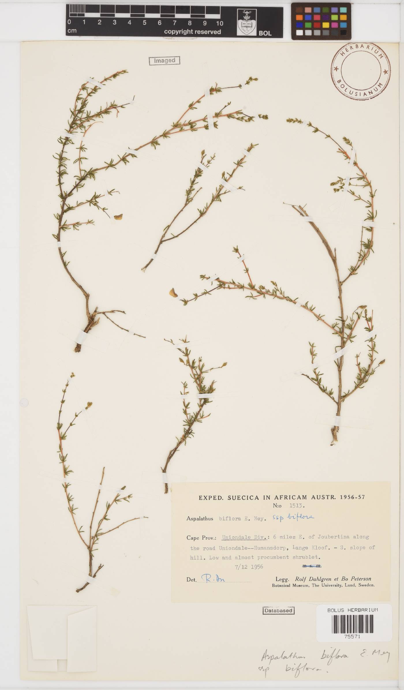 Aspalathus biflora image