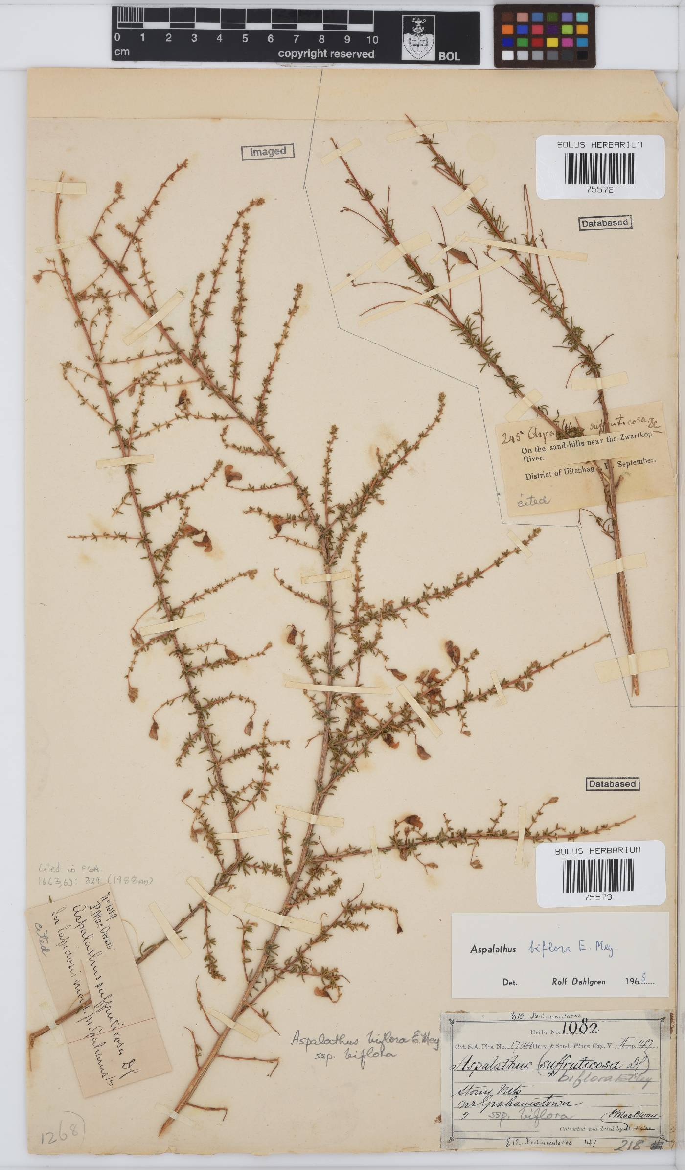 Aspalathus biflora subsp. biflora image