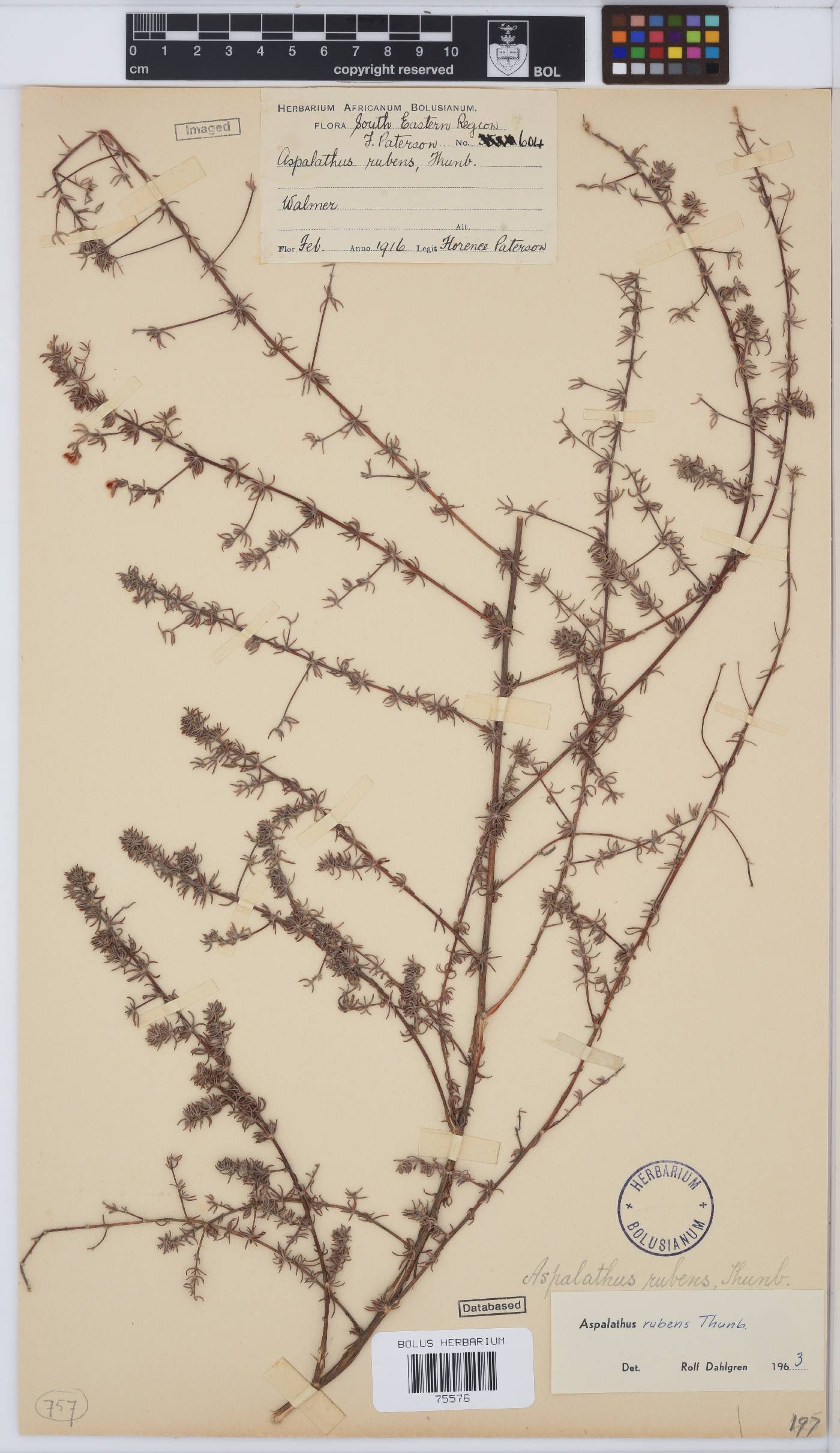 Aspalathus rubens image