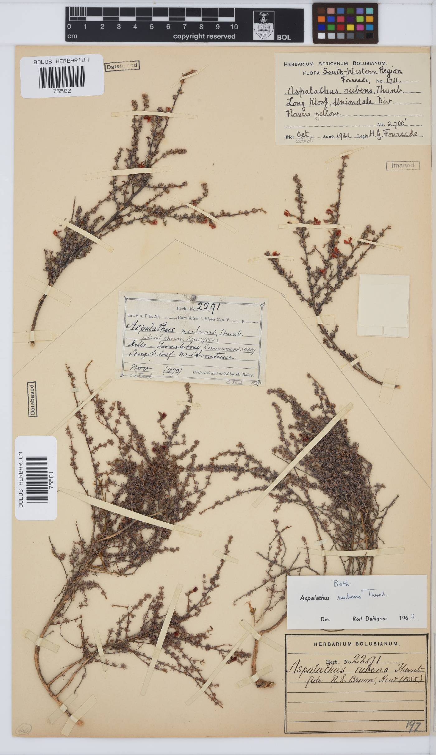 Aspalathus rubens image