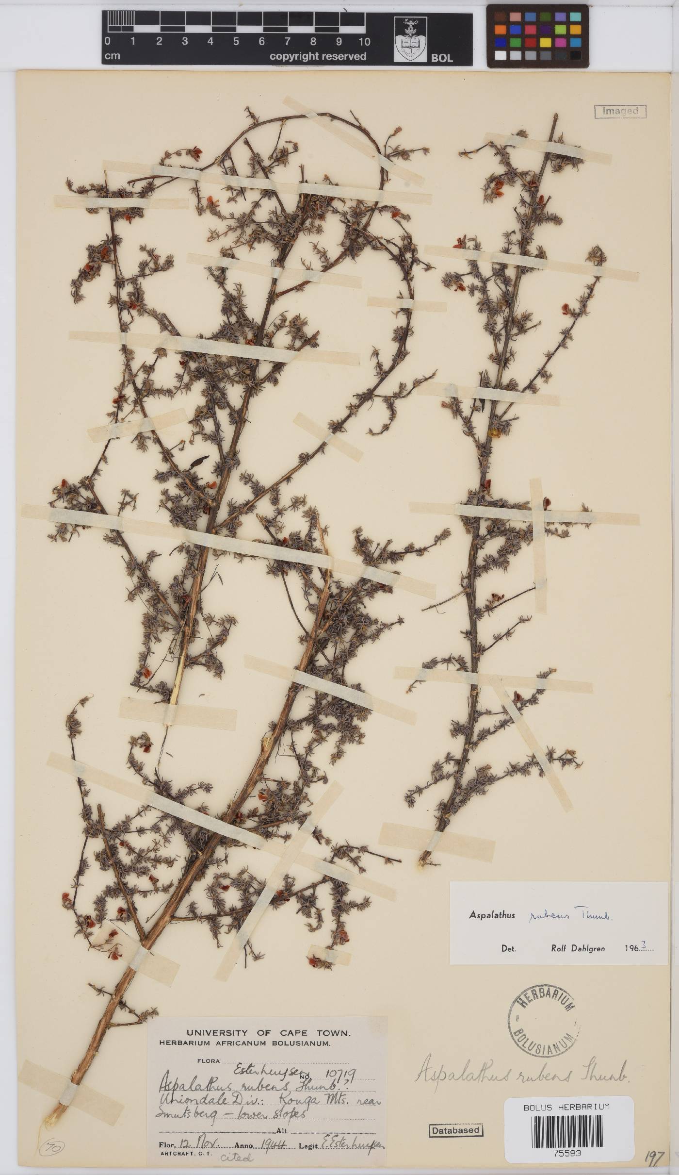 Aspalathus rubens image