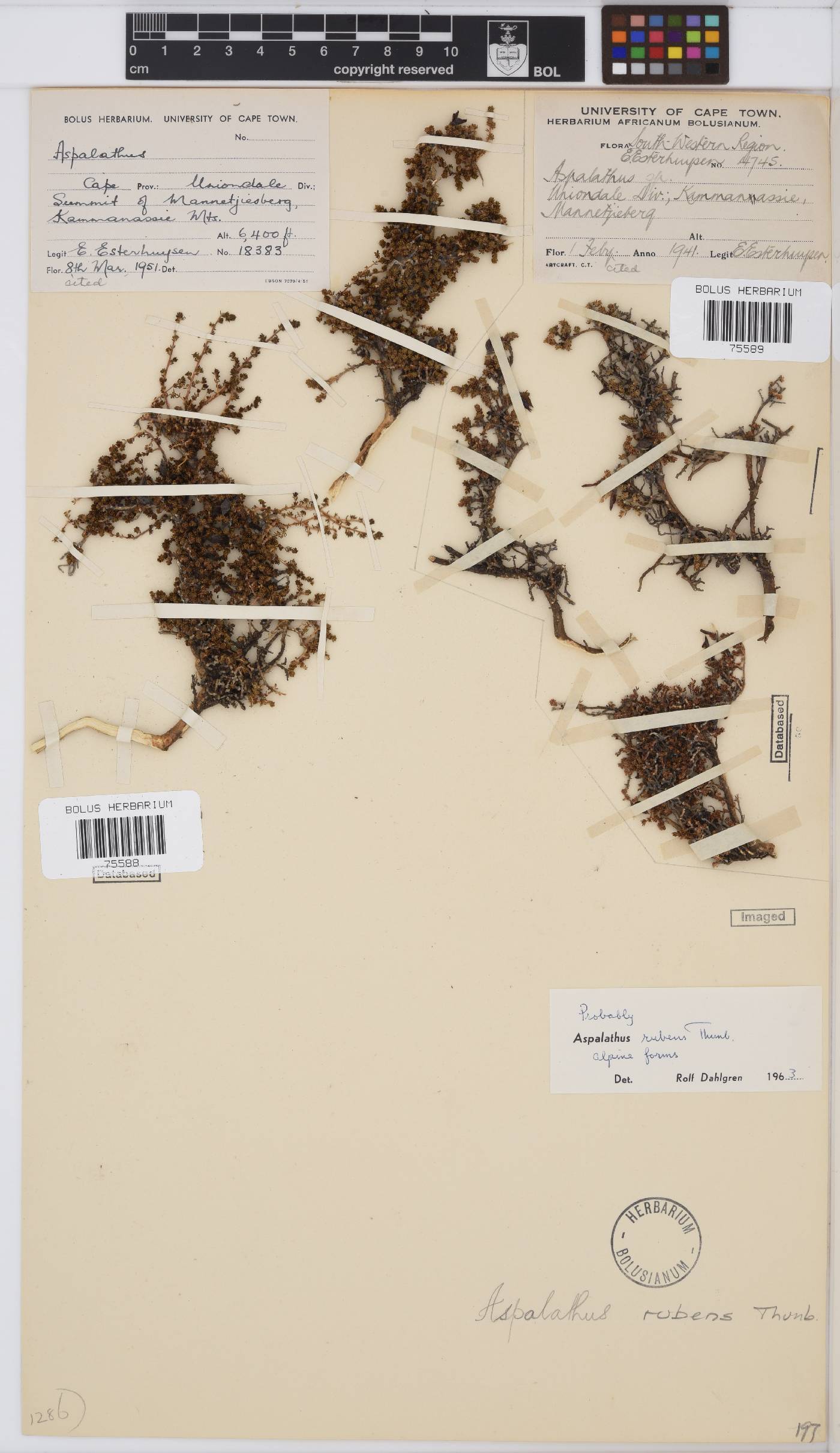 Aspalathus rubens image